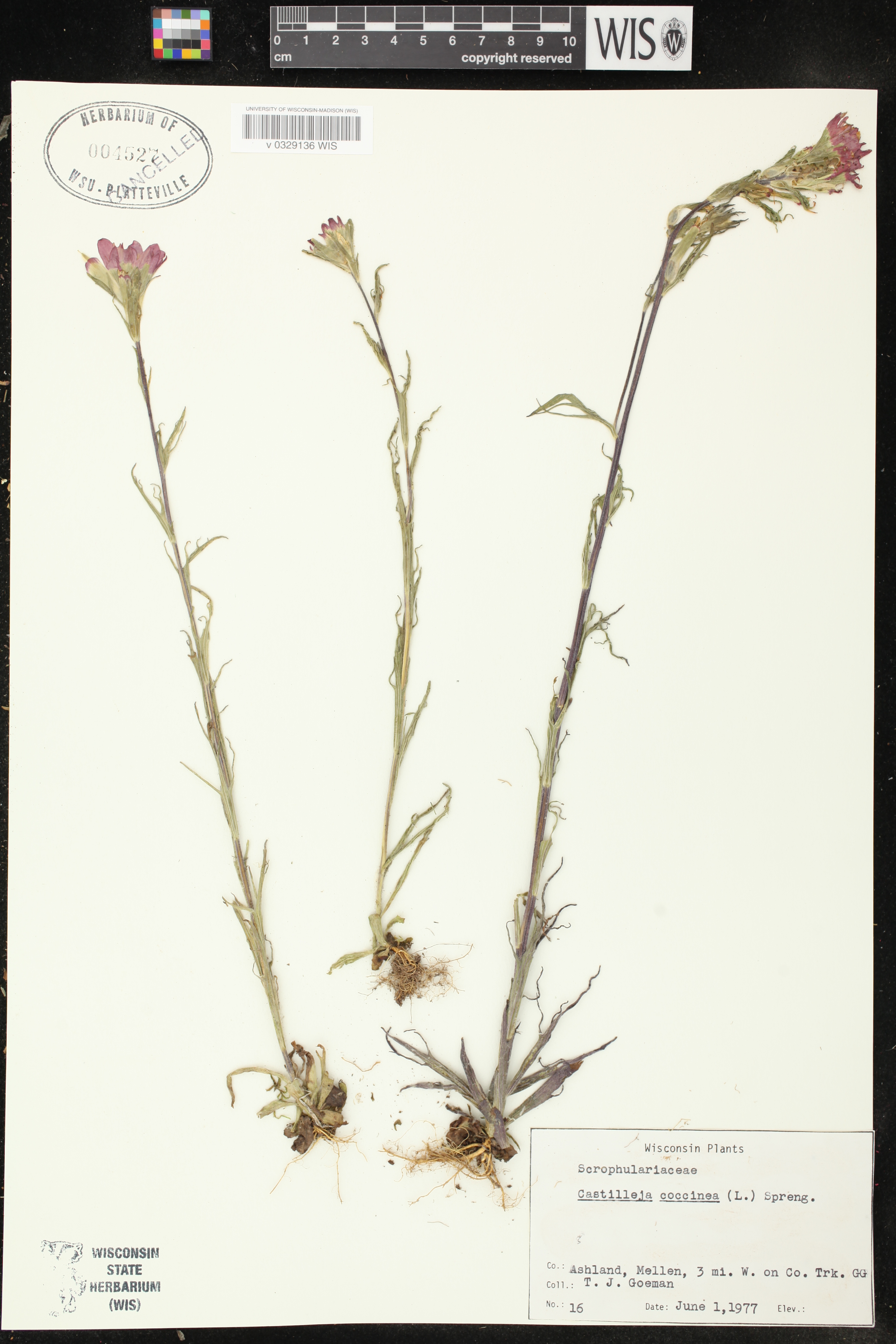 Castilleja coccinea image