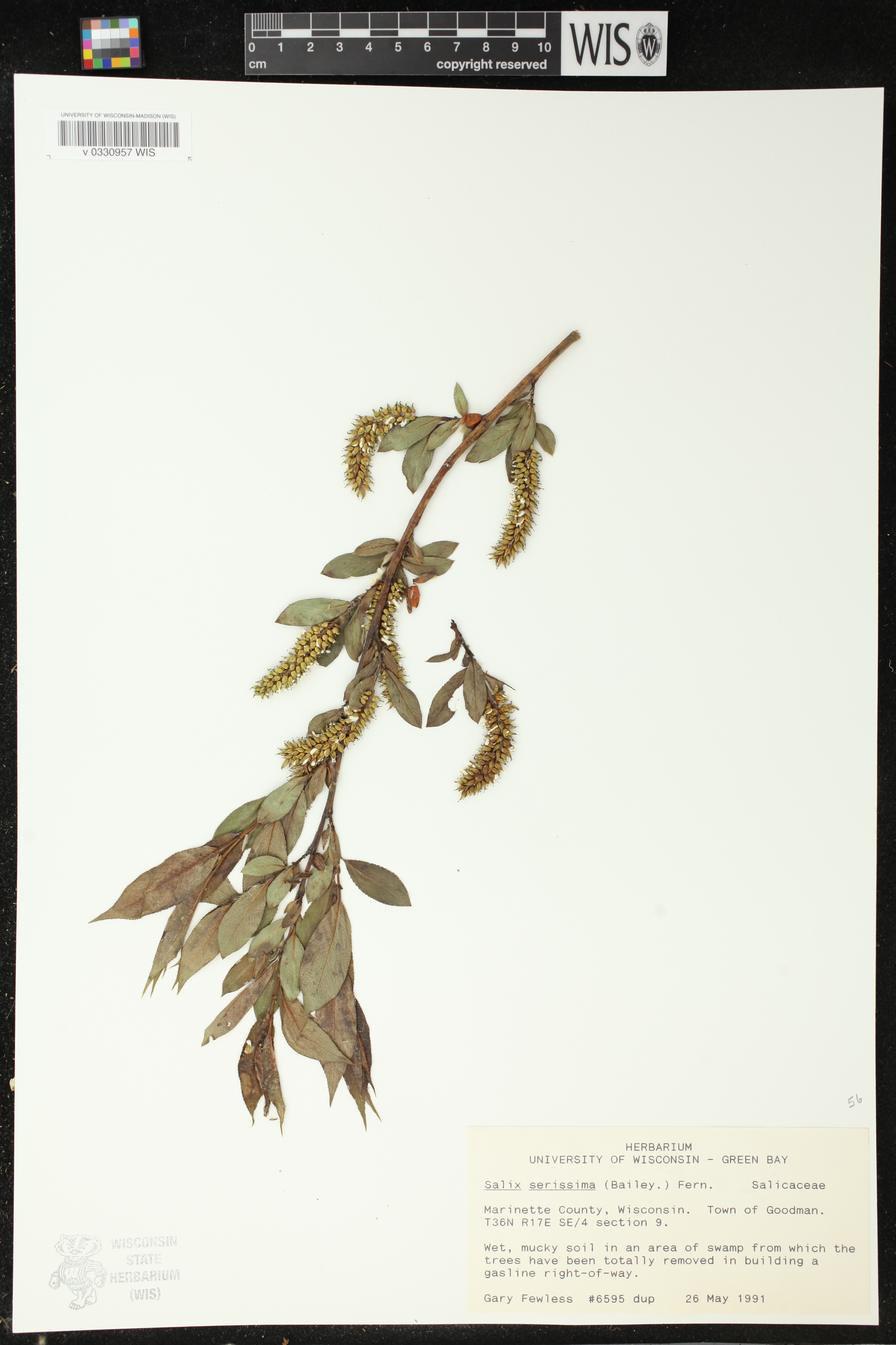 Salix serissima image