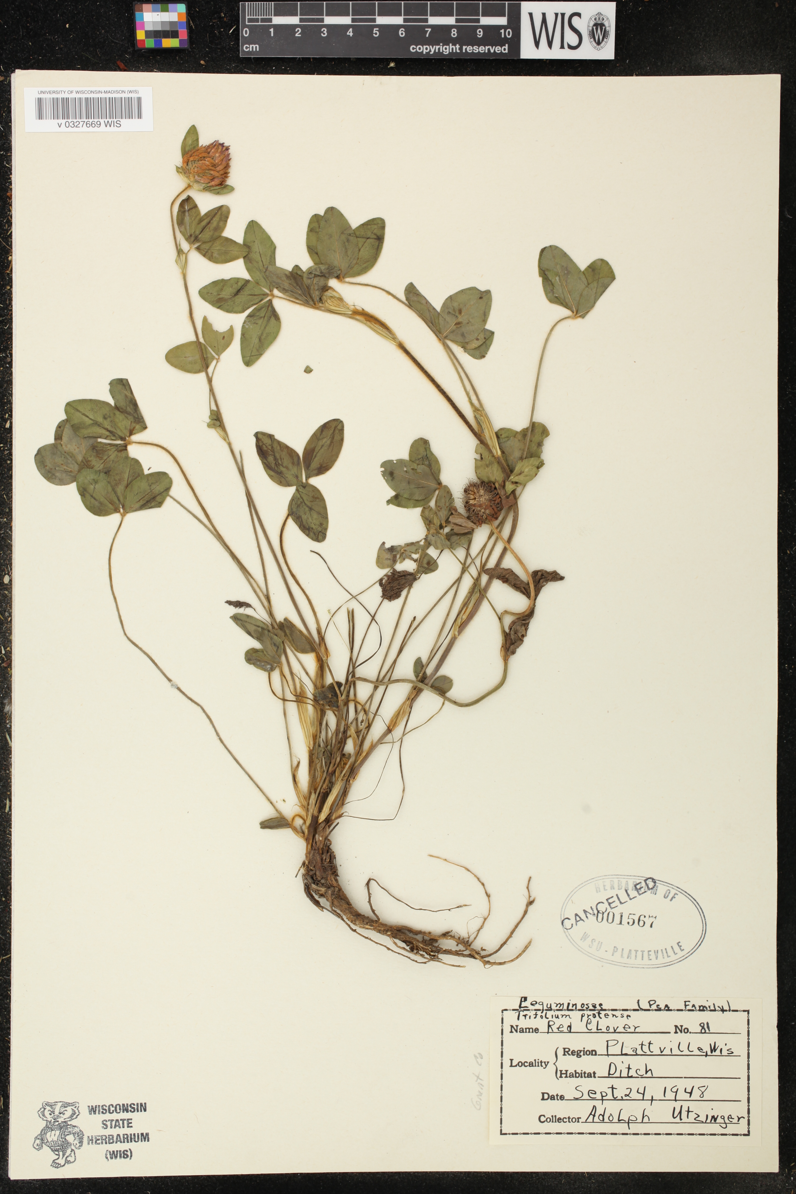 Trifolium pratense image
