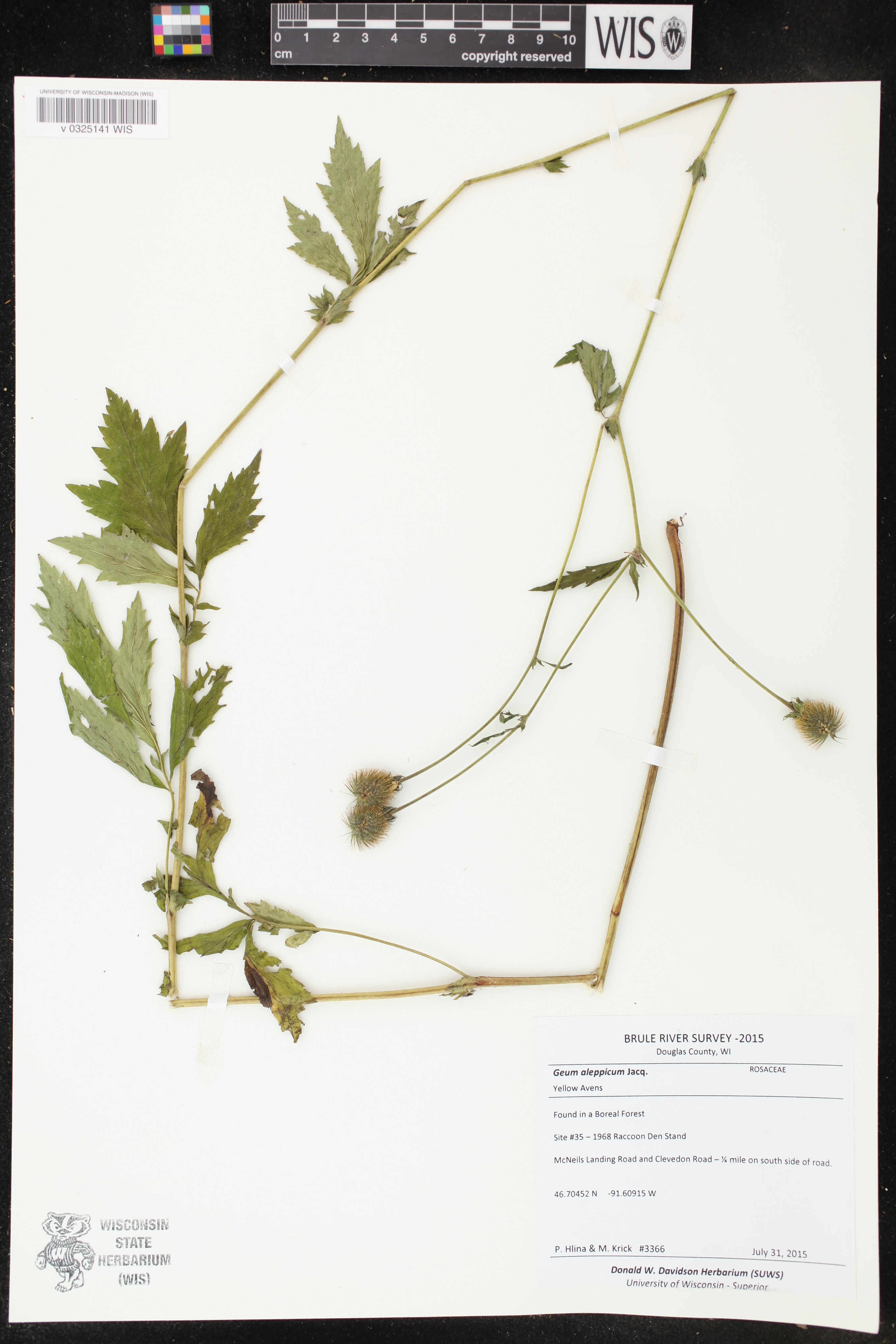 Geum aleppicum image