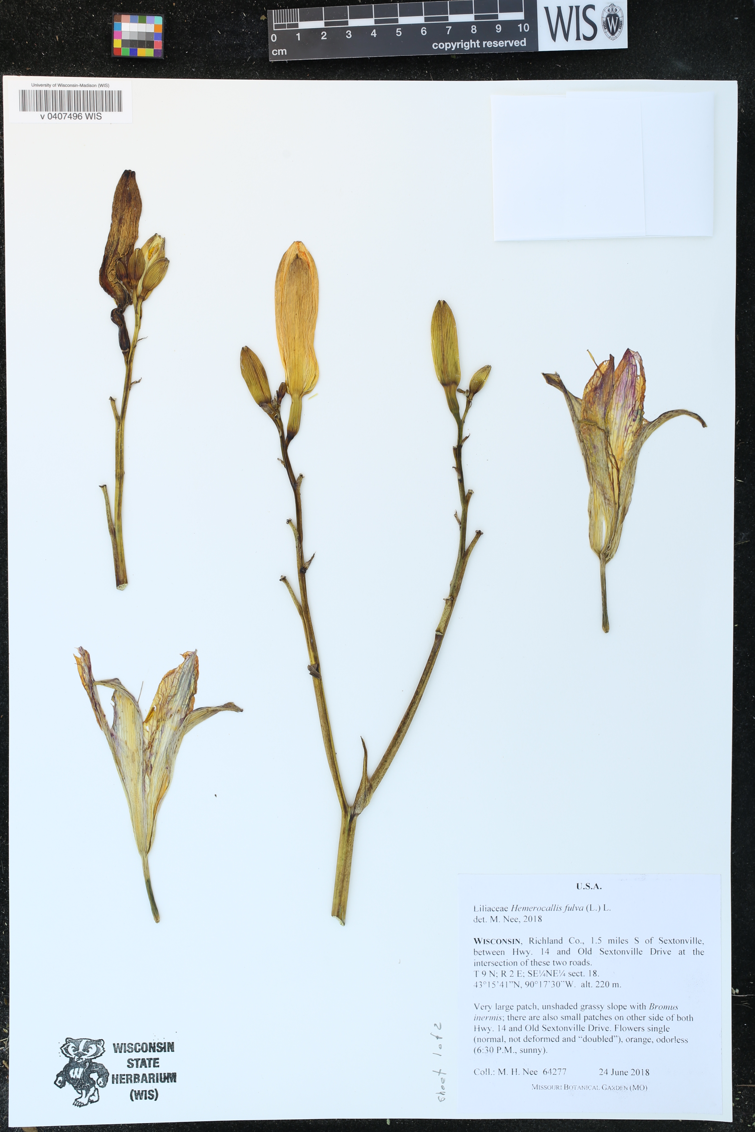 Hemerocallis fulva image