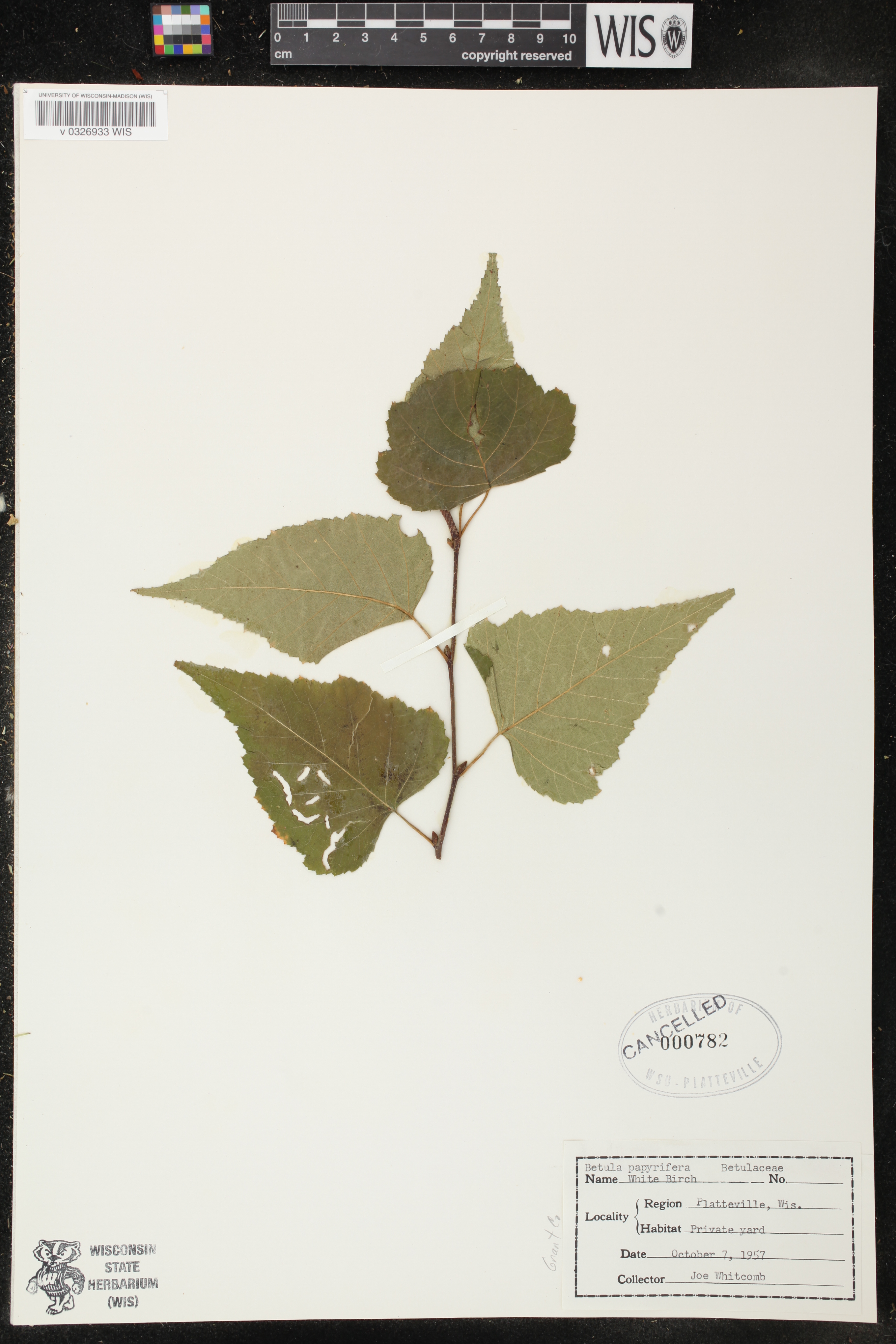 Betula papyrifera image