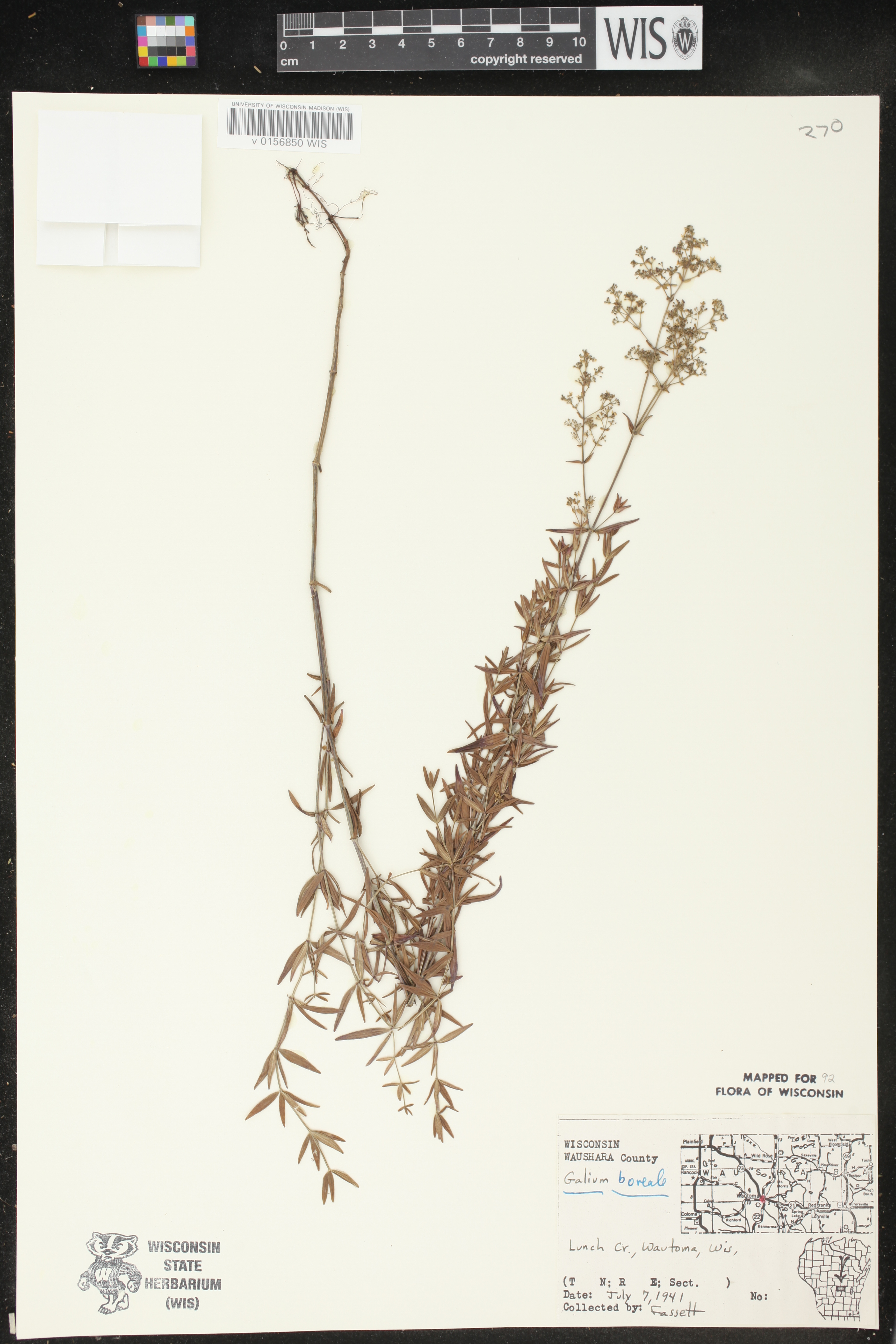 Galium boreale image