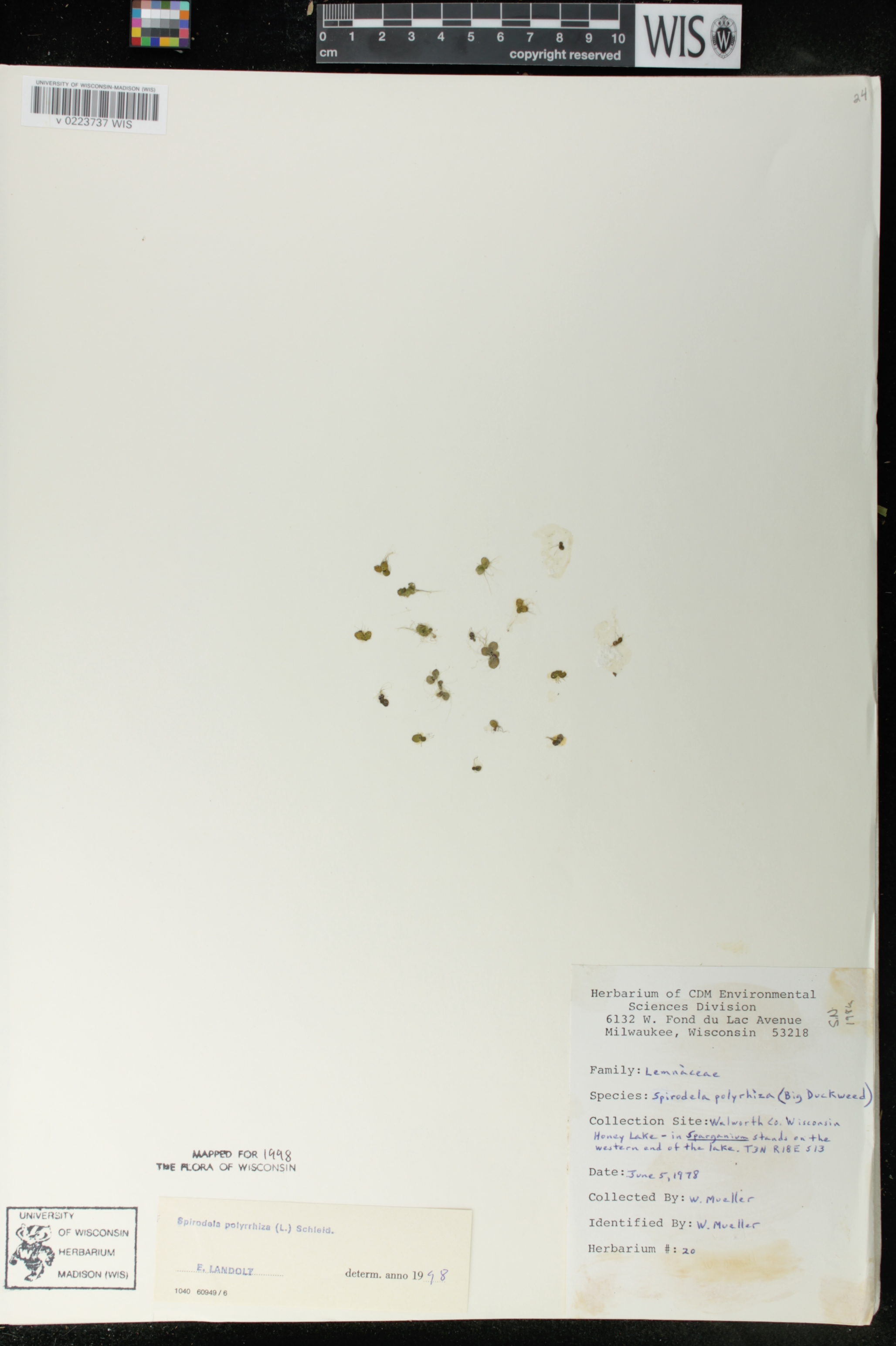 Spirodela polyrrhiza image