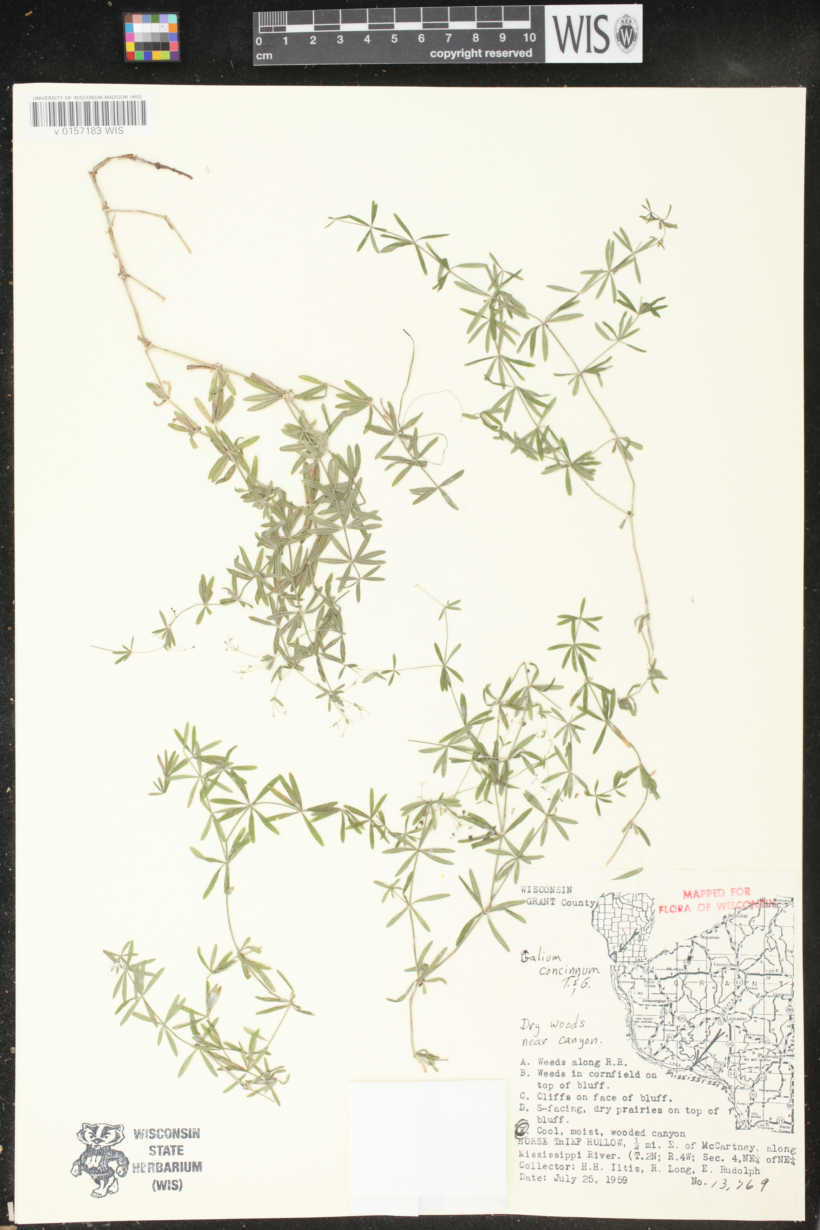 Galium concinnum image