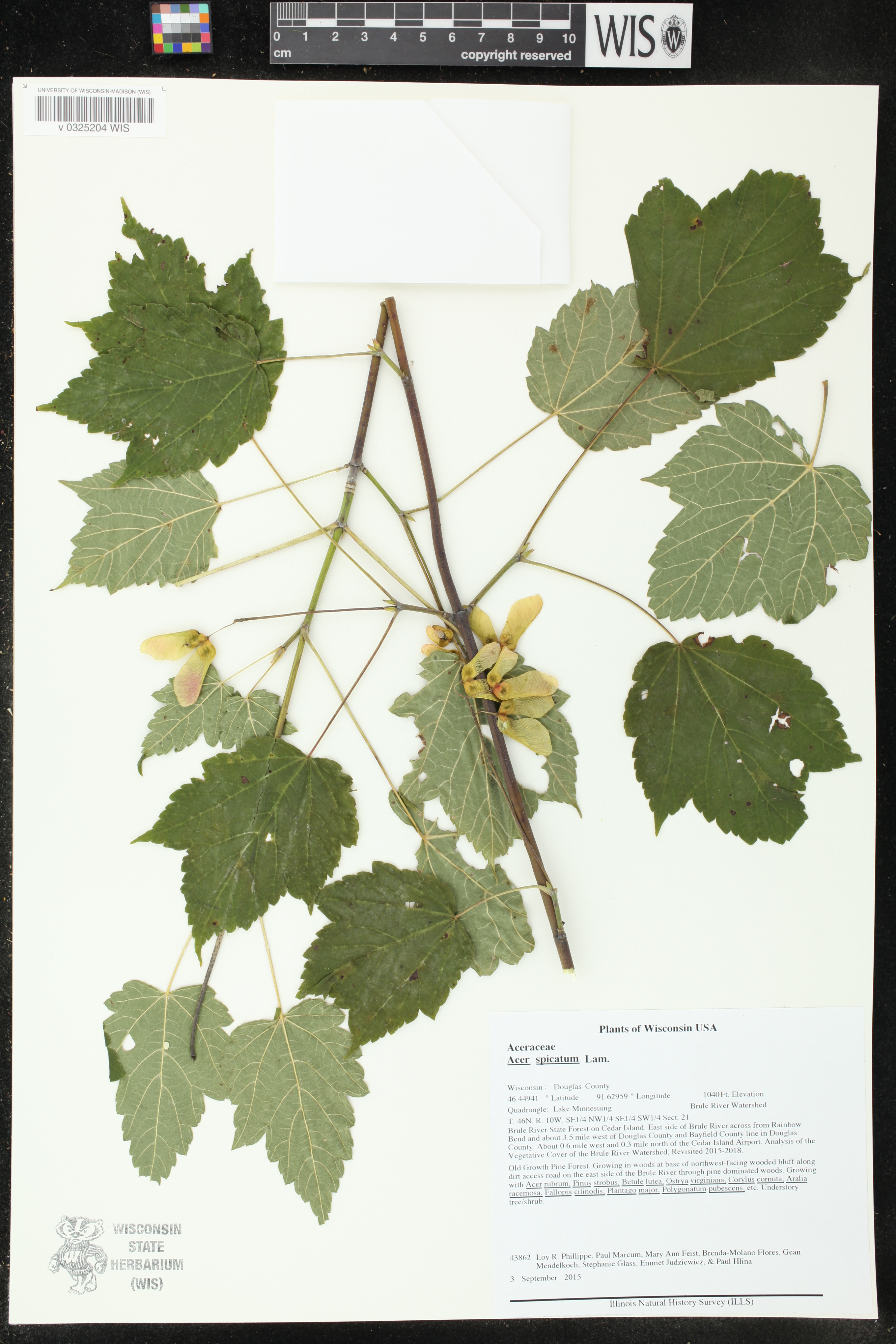 Acer spicatum image