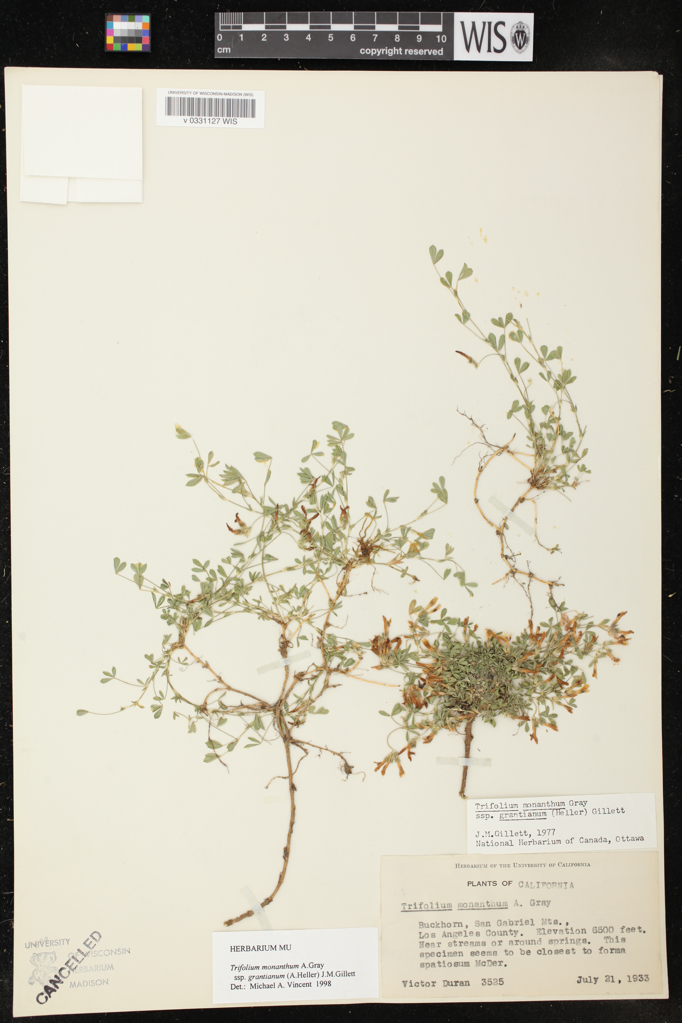 Trifolium monanthum subsp. grantianum image
