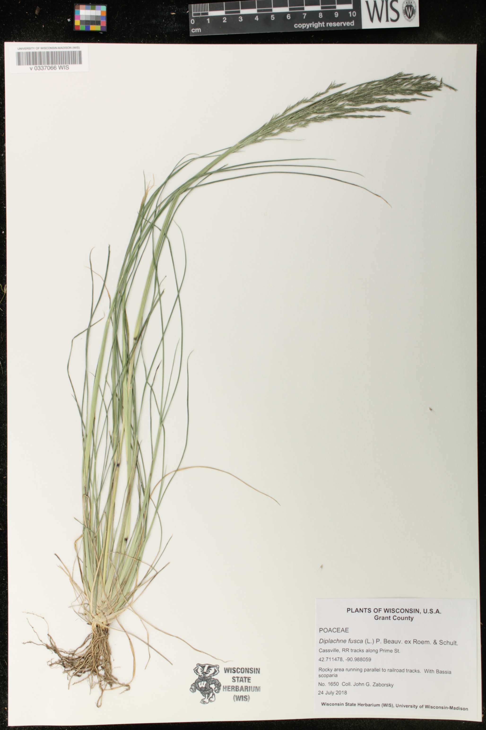 Diplachne fusca image