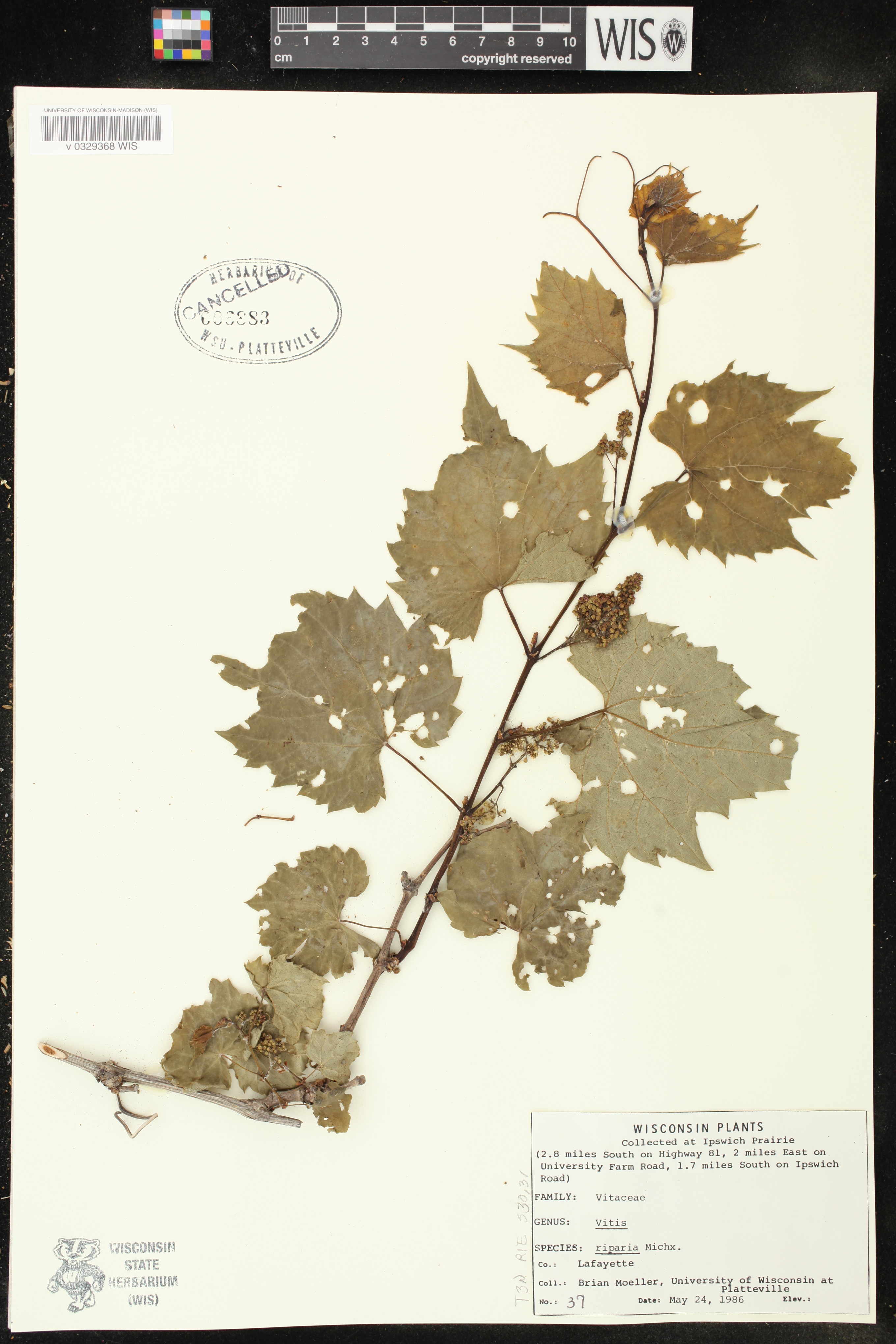 Vitis riparia image