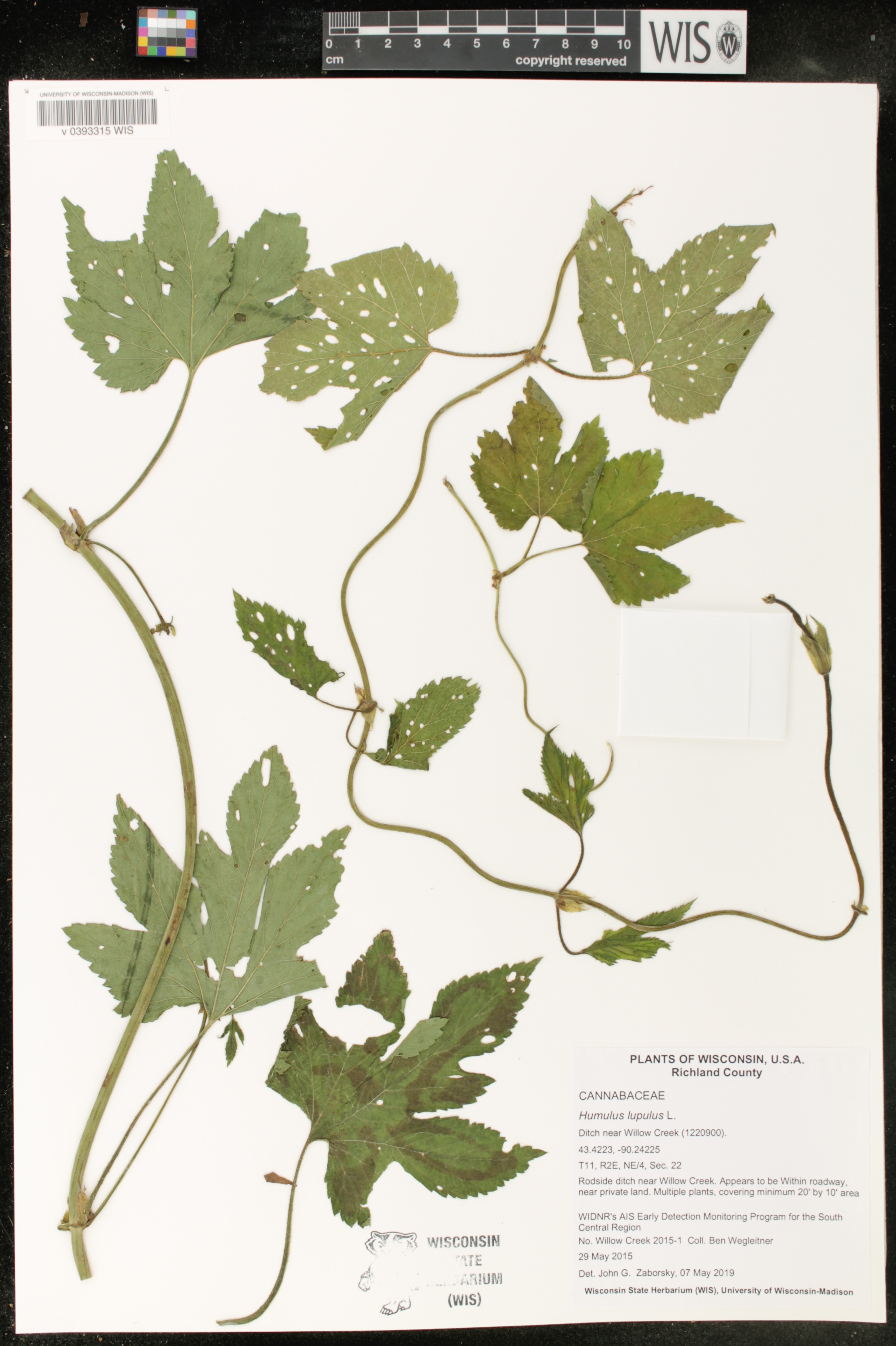 Humulus lupulus image