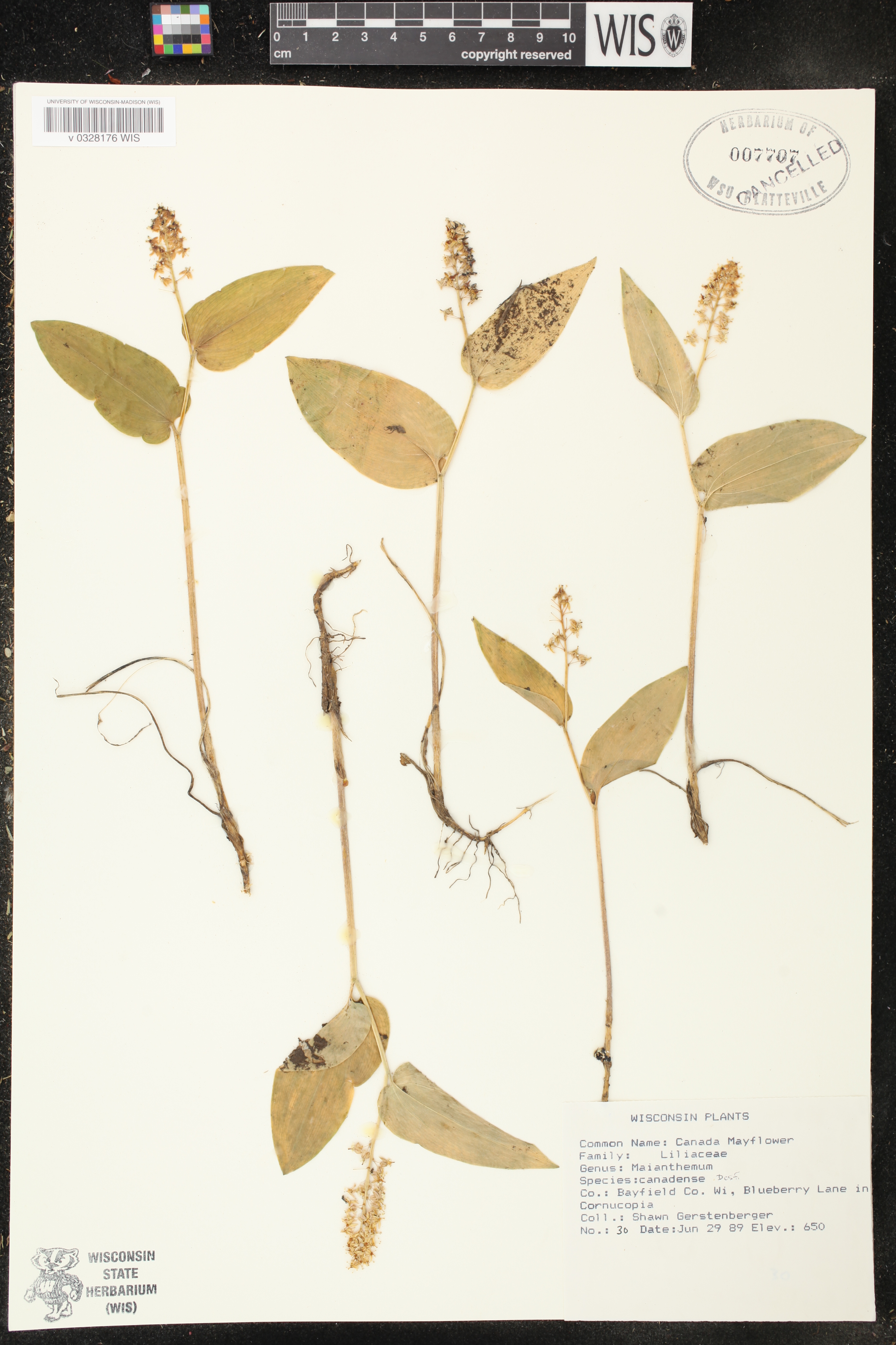 Maianthemum canadense image