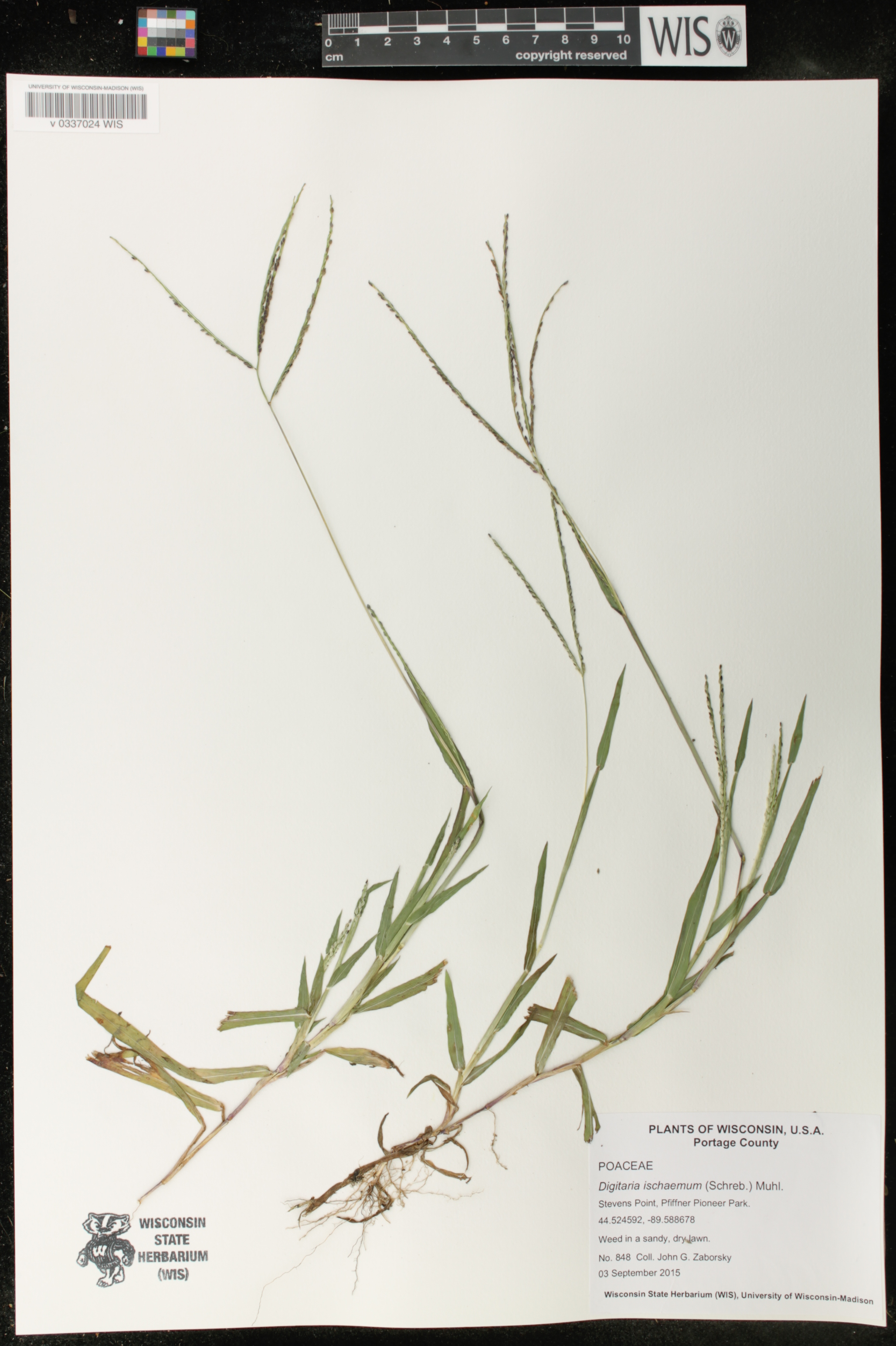 Digitaria ischaemum image