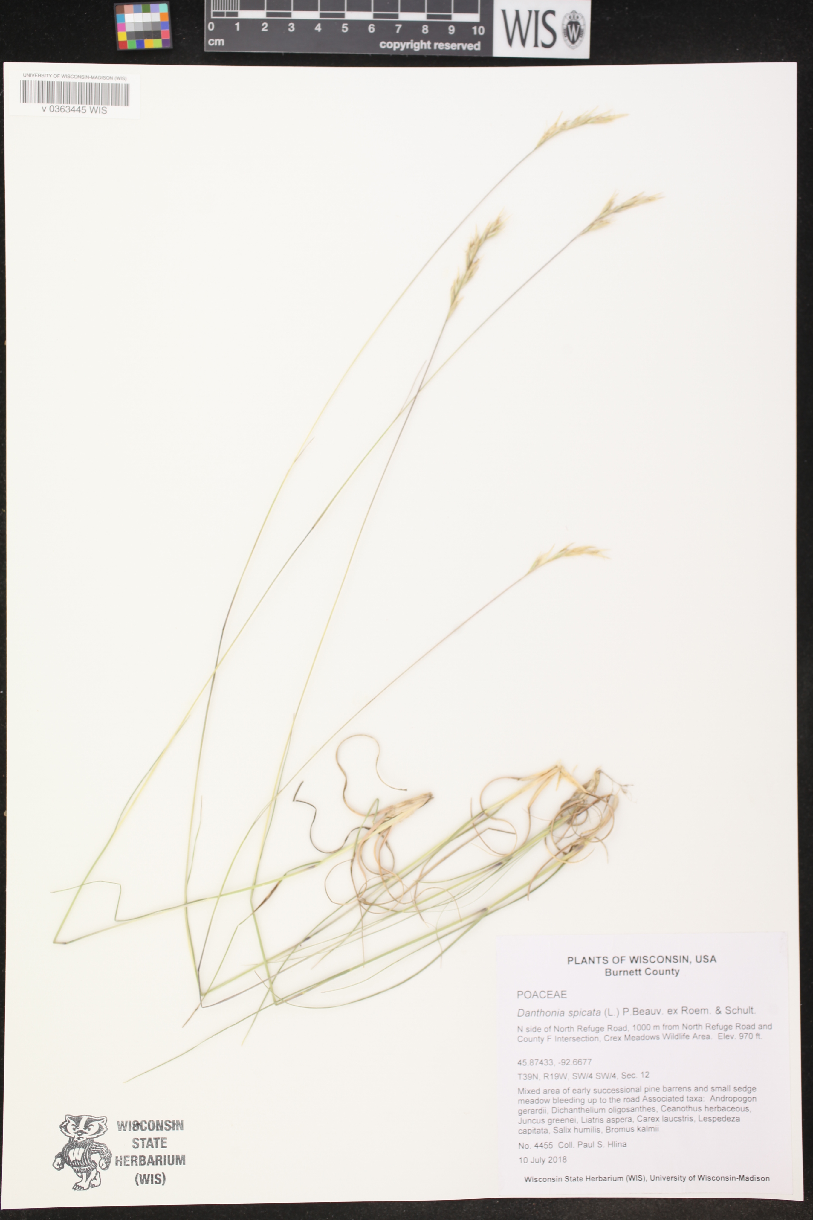 Danthonia spicata image