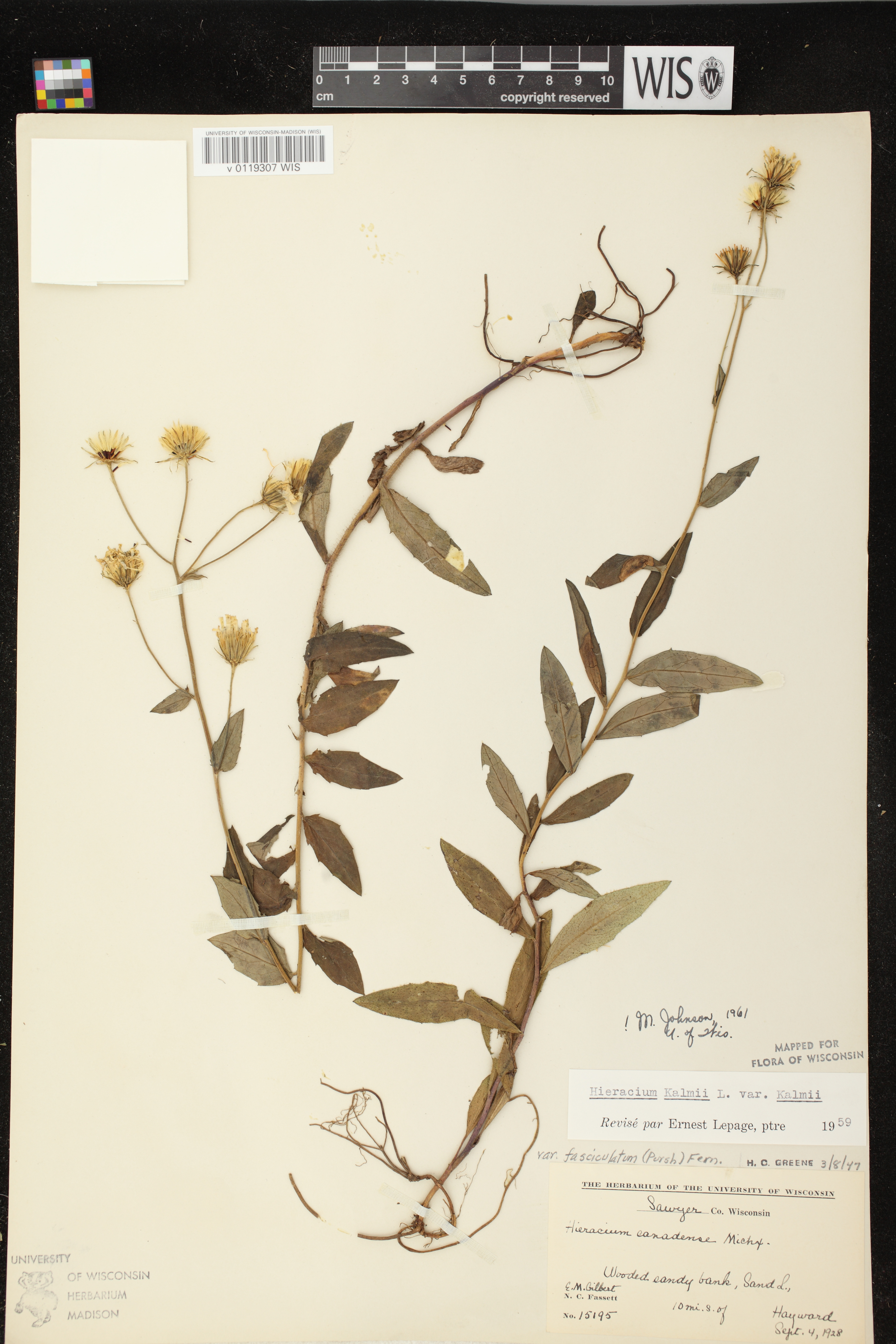 Hieracium umbellatum image