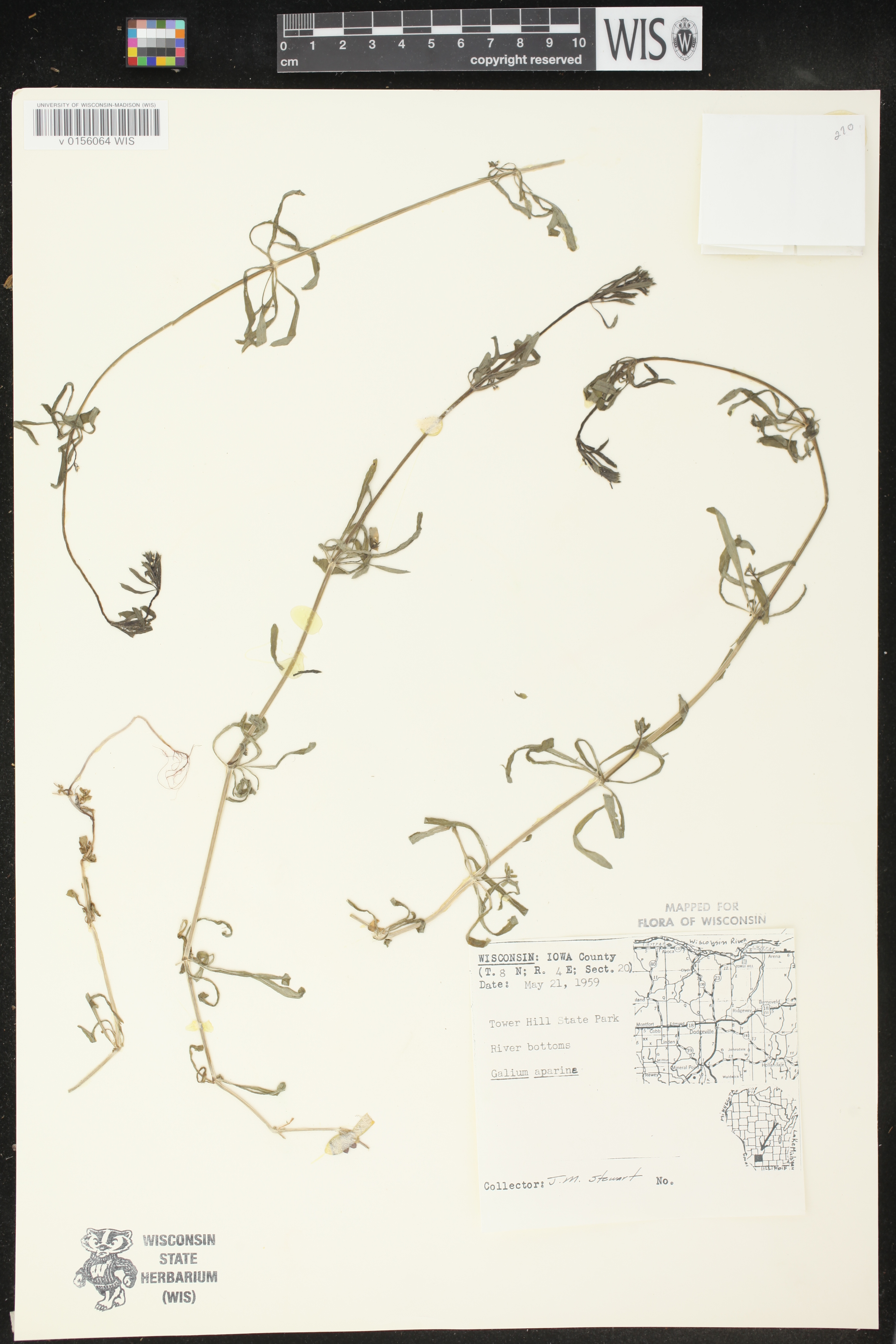 Galium aparine image