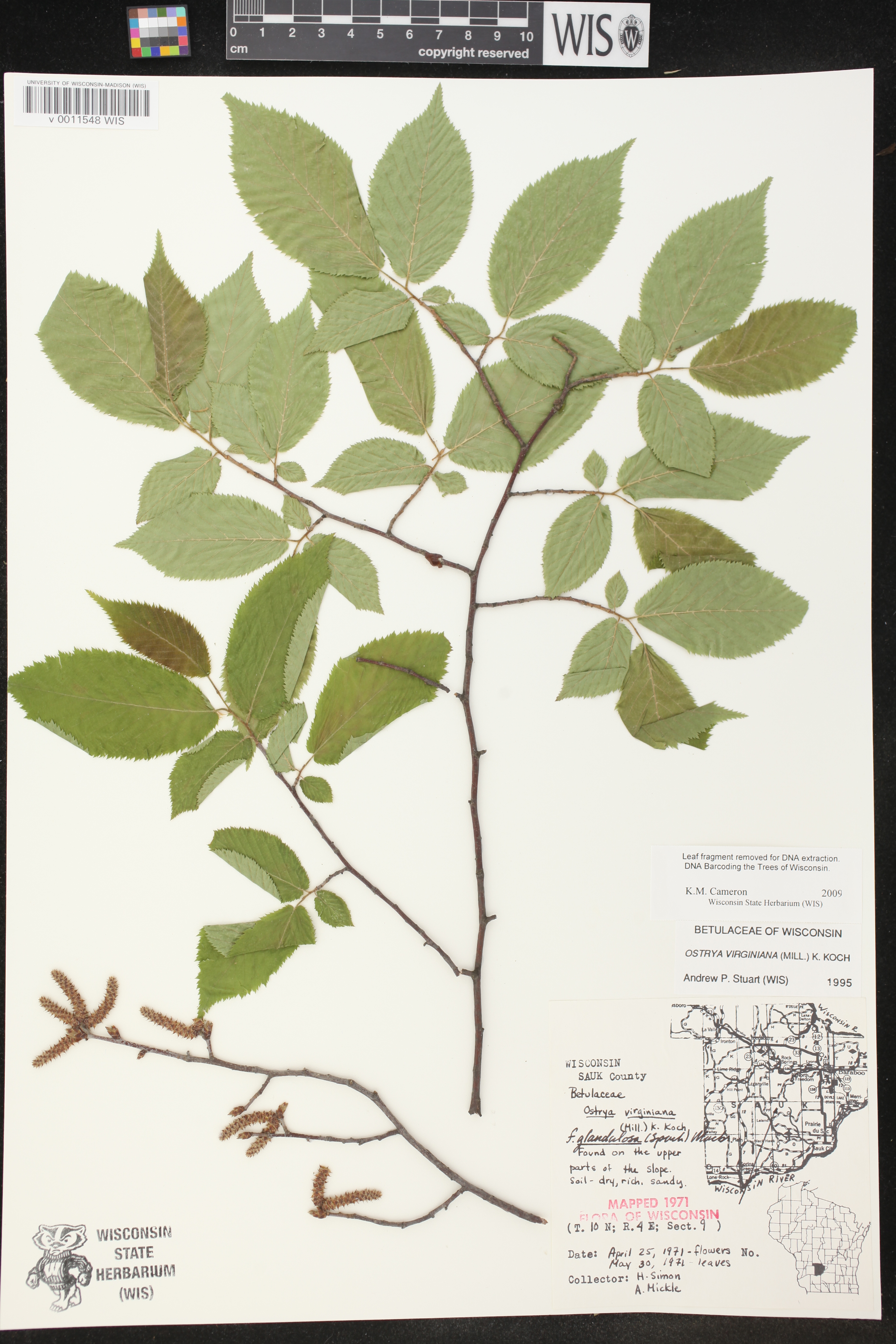Ostrya virginiana image