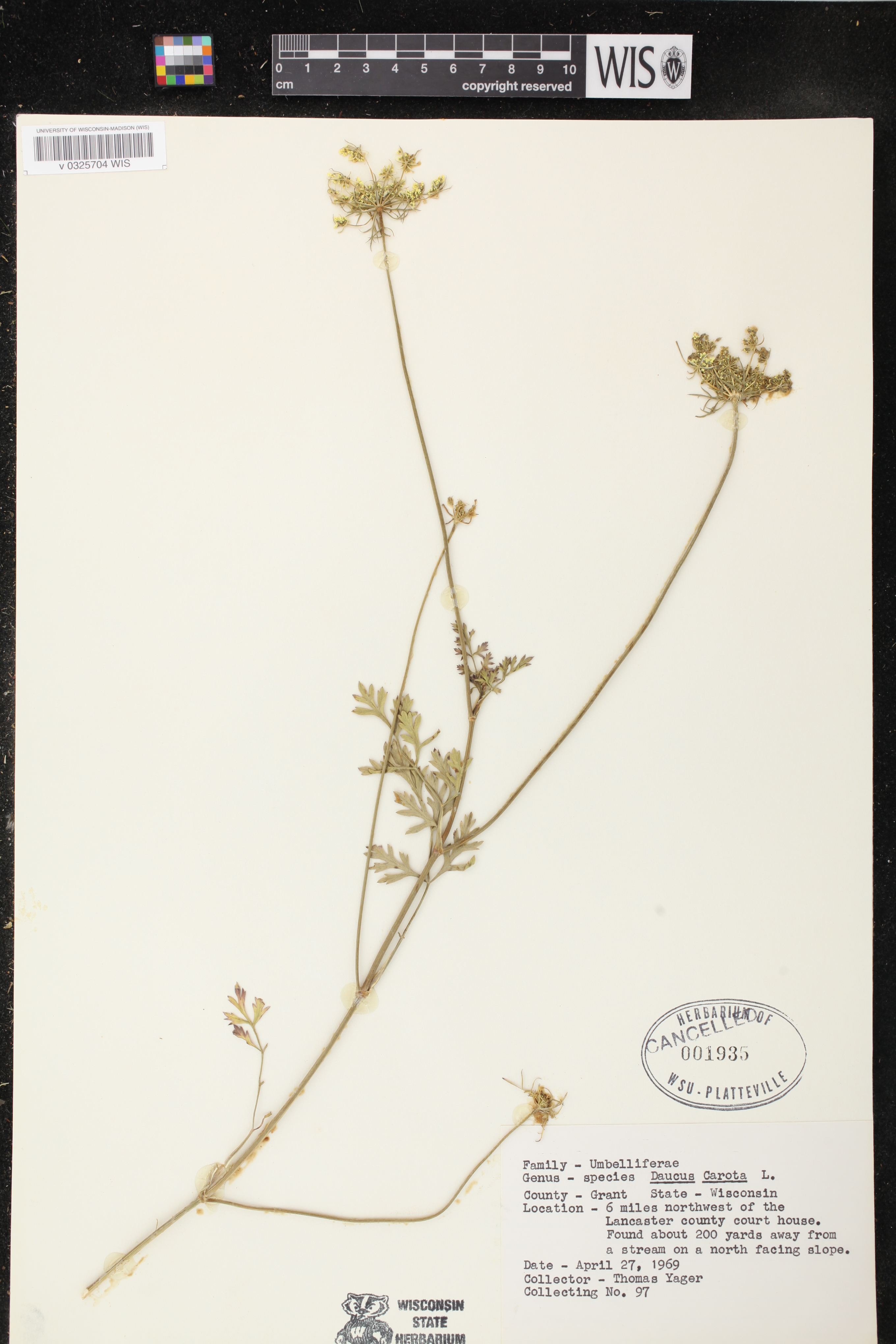 Daucus carota image