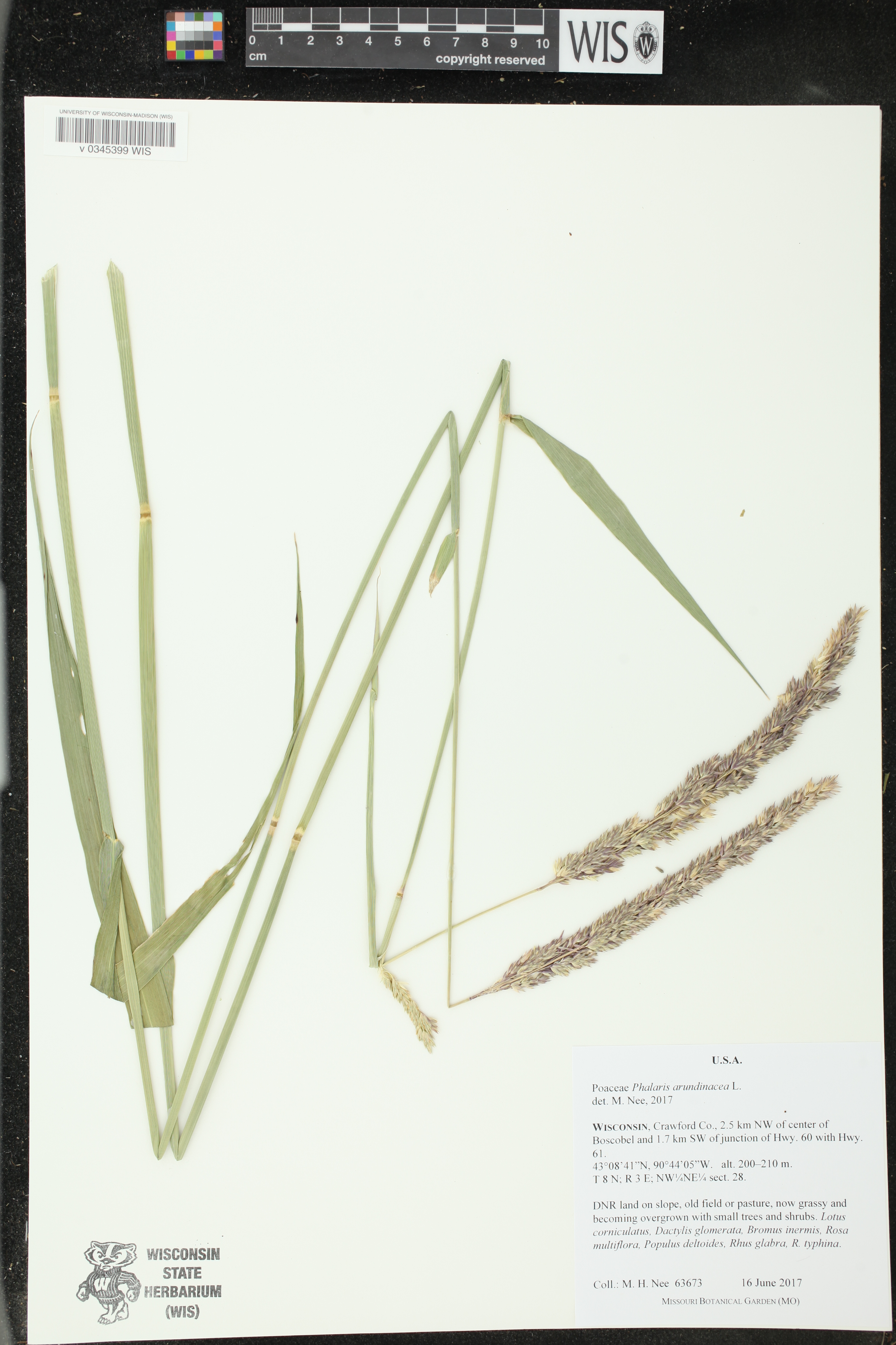 Phalaris arundinacea image