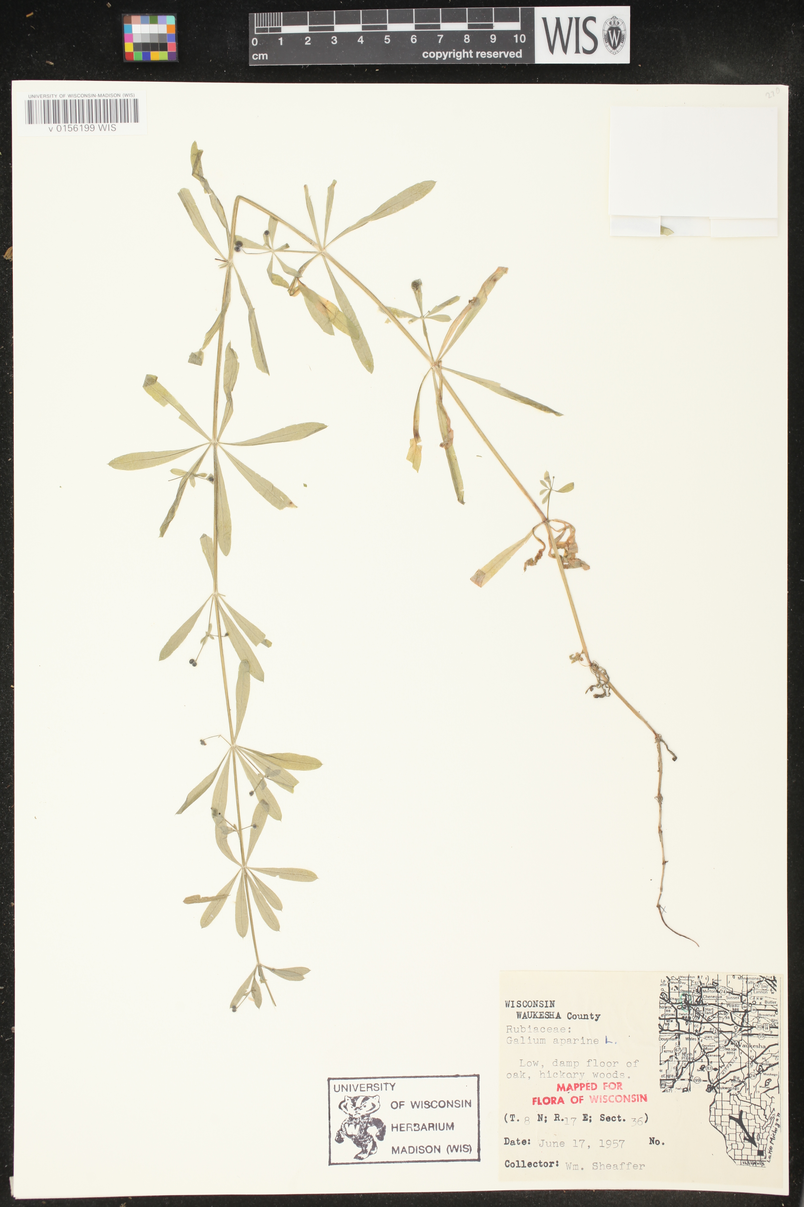 Galium aparine image