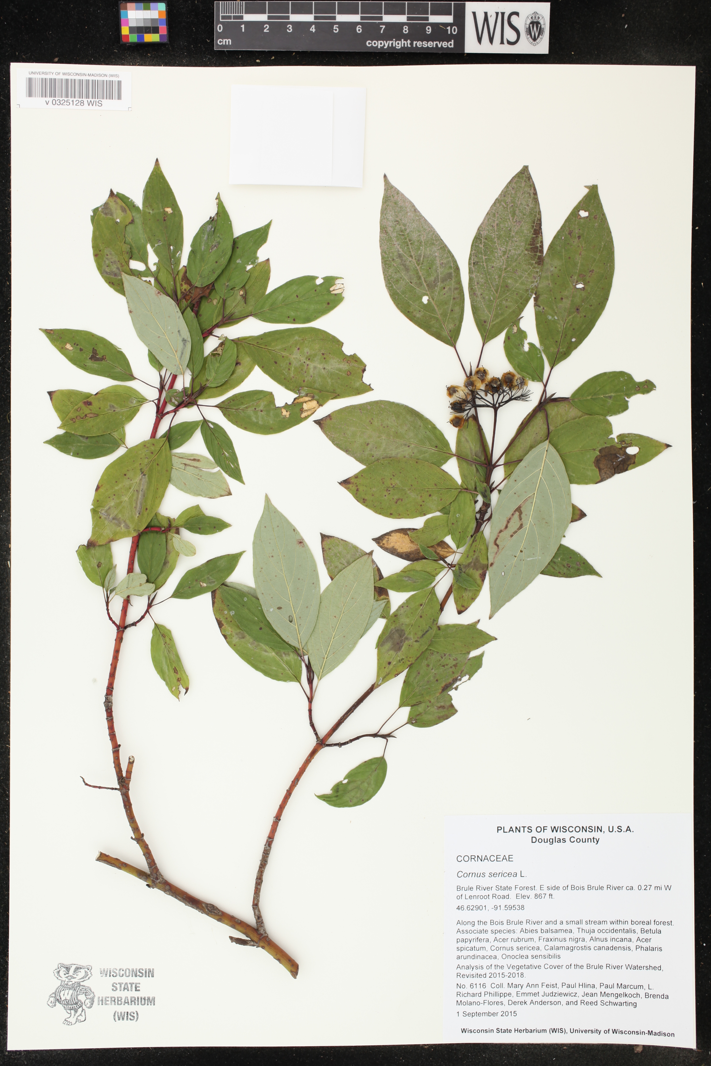 Cornus sericea image
