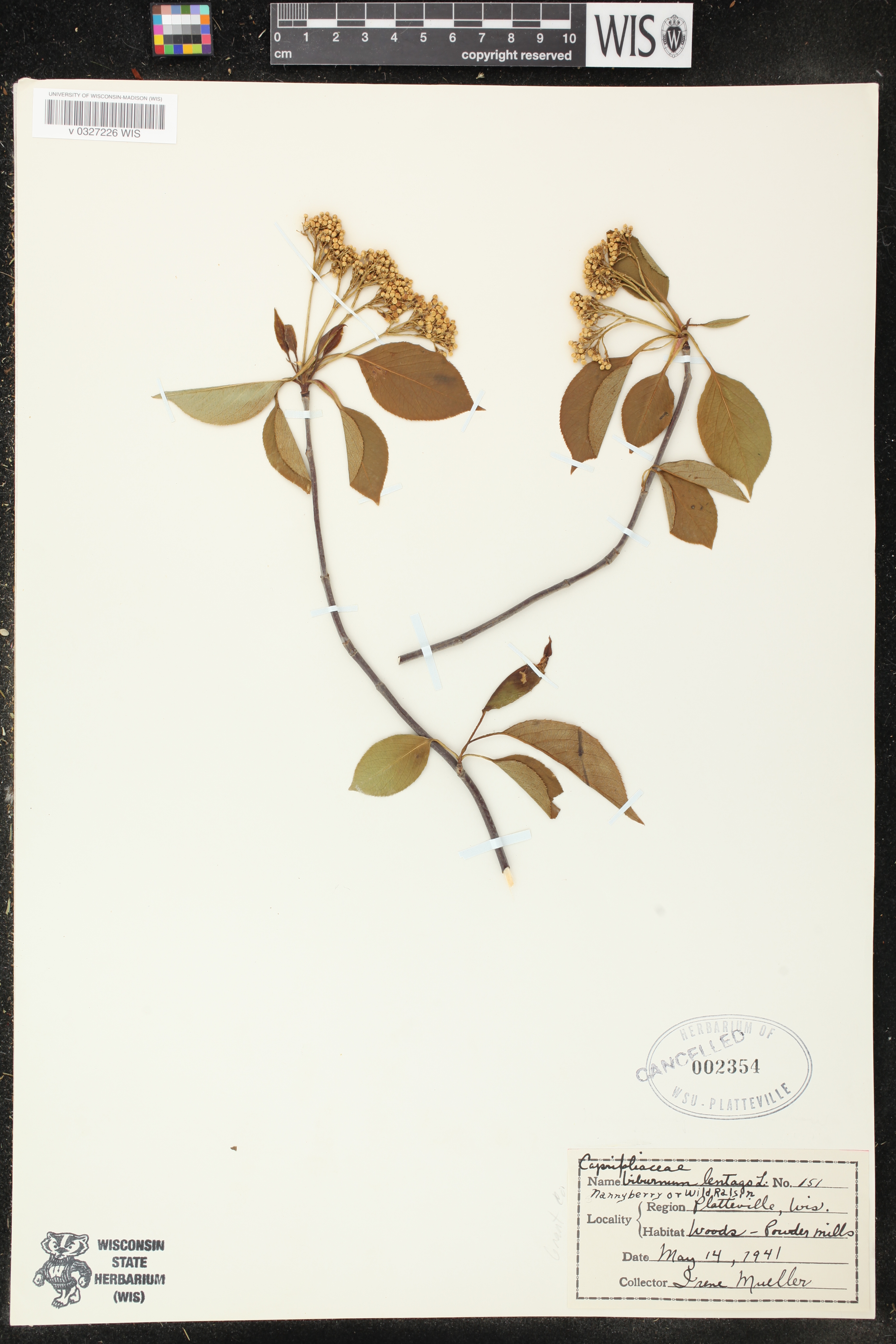 Viburnum lentago image