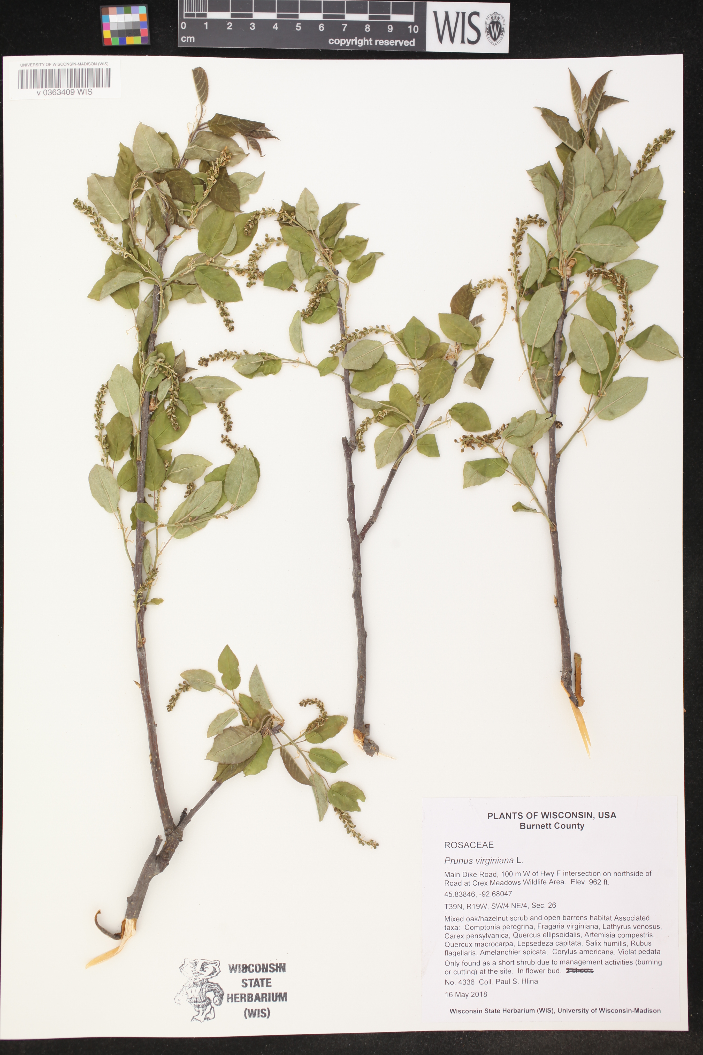 Prunus virginiana image