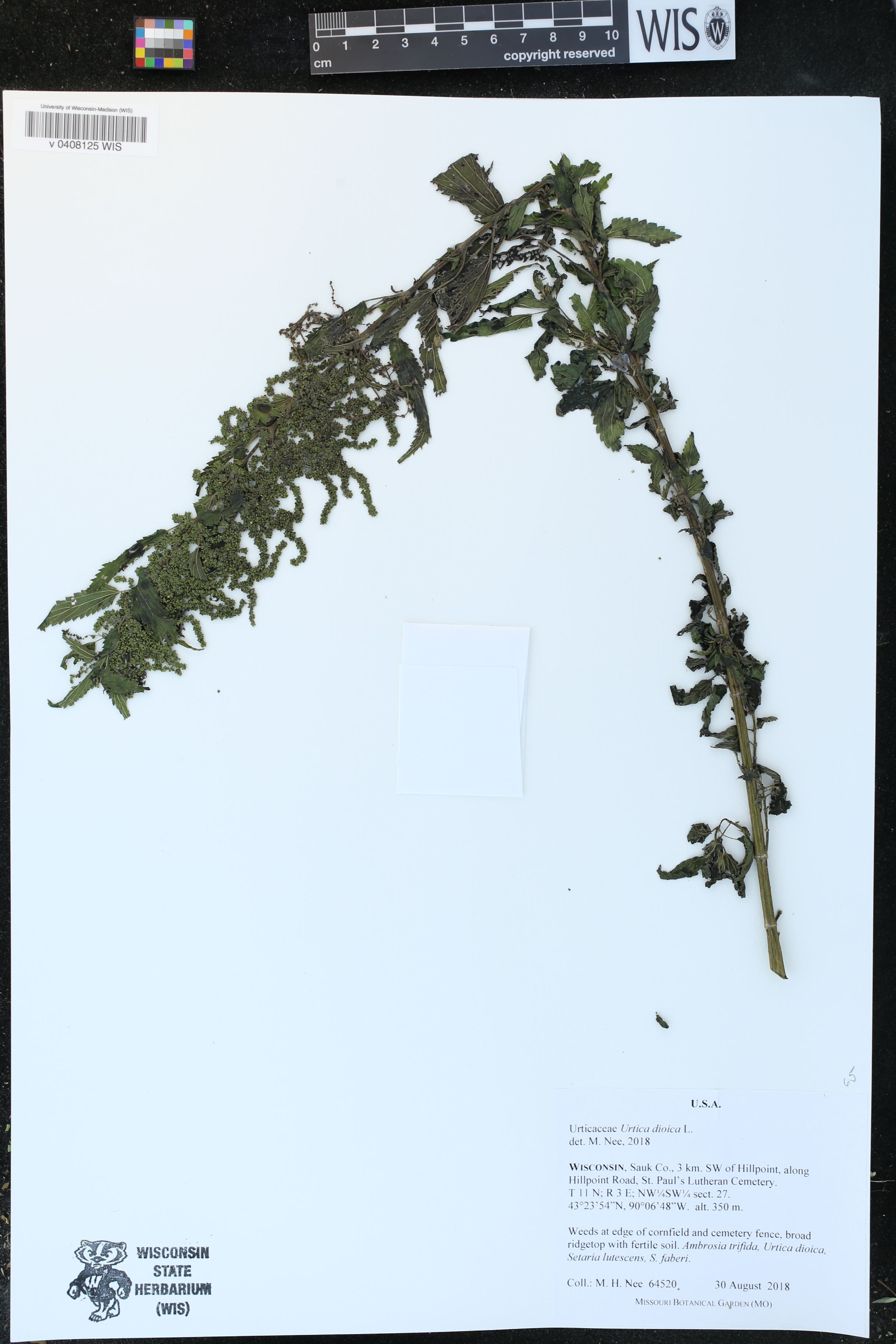 Urtica dioica image