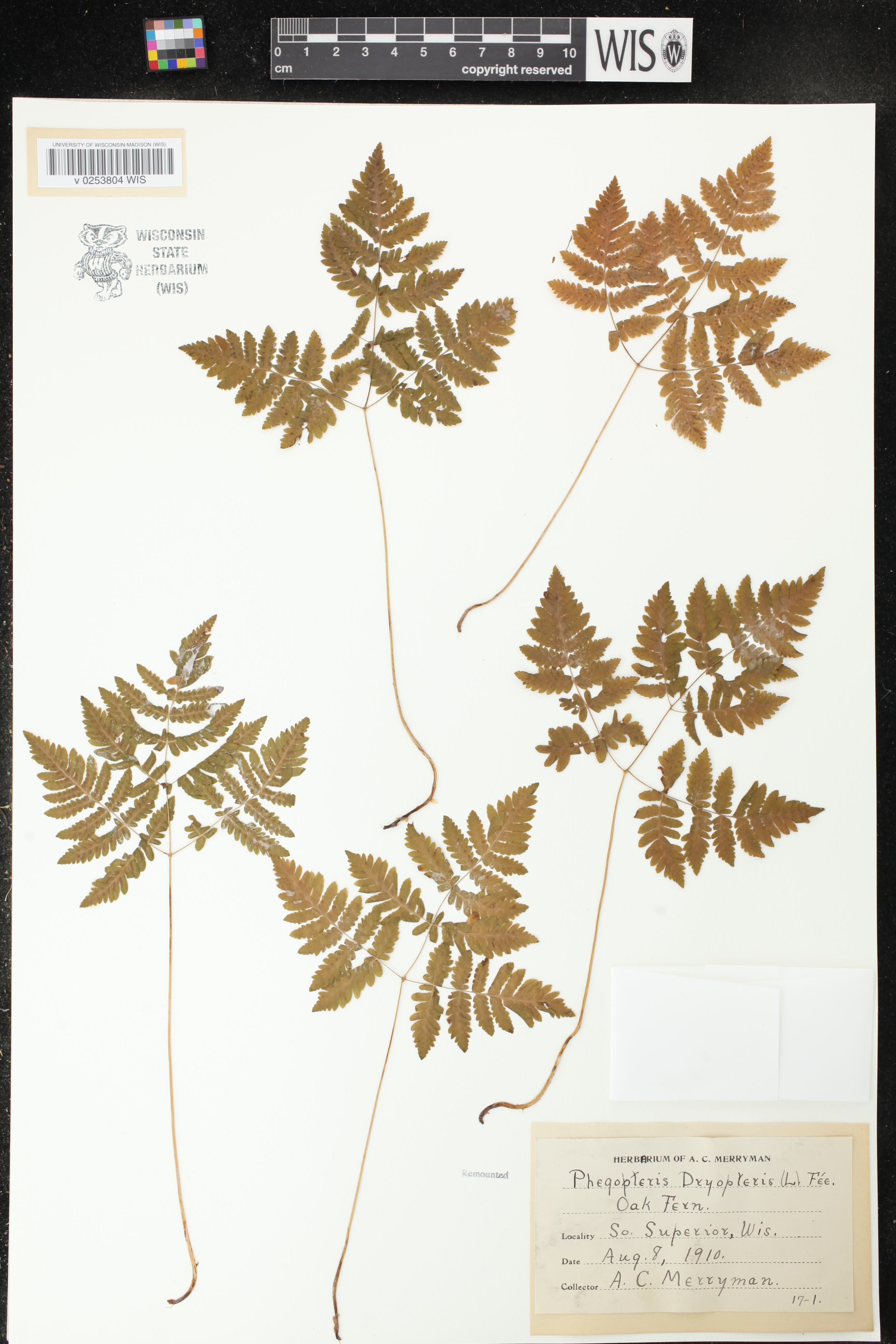 Gymnocarpium dryopteris image