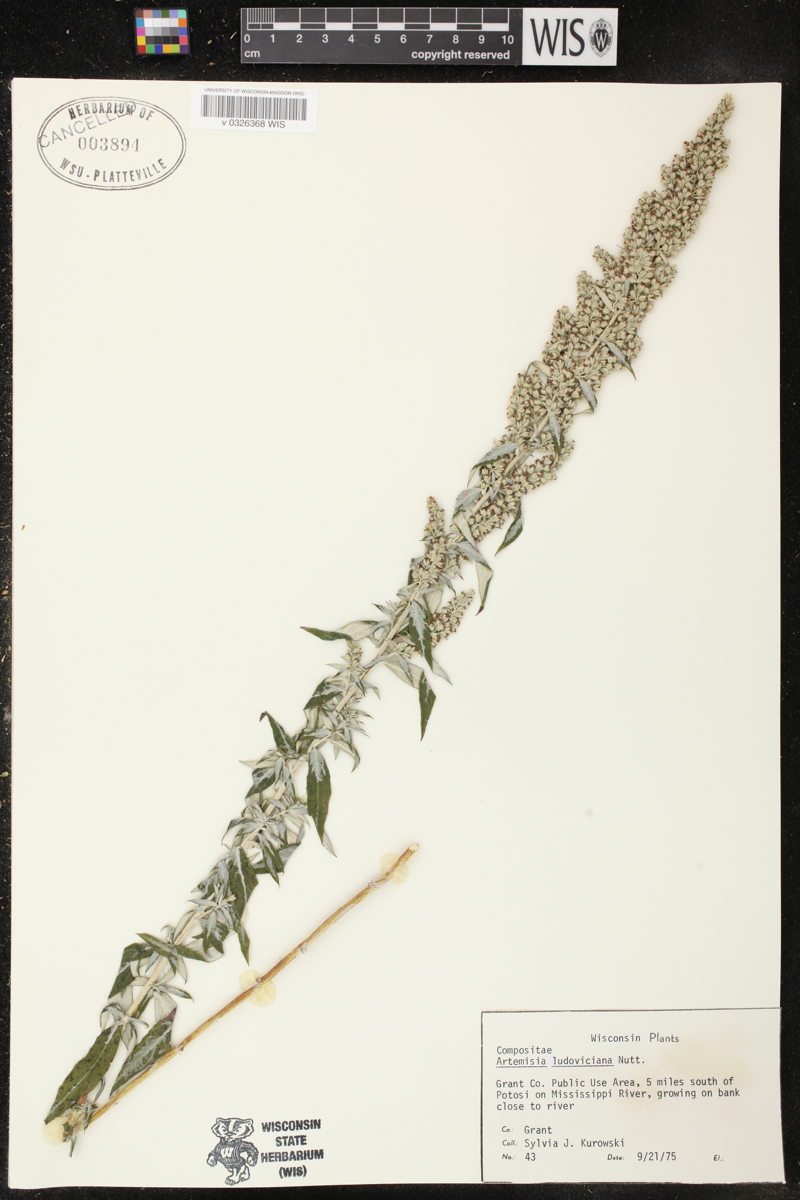 Artemisia ludoviciana subsp. ludoviciana image