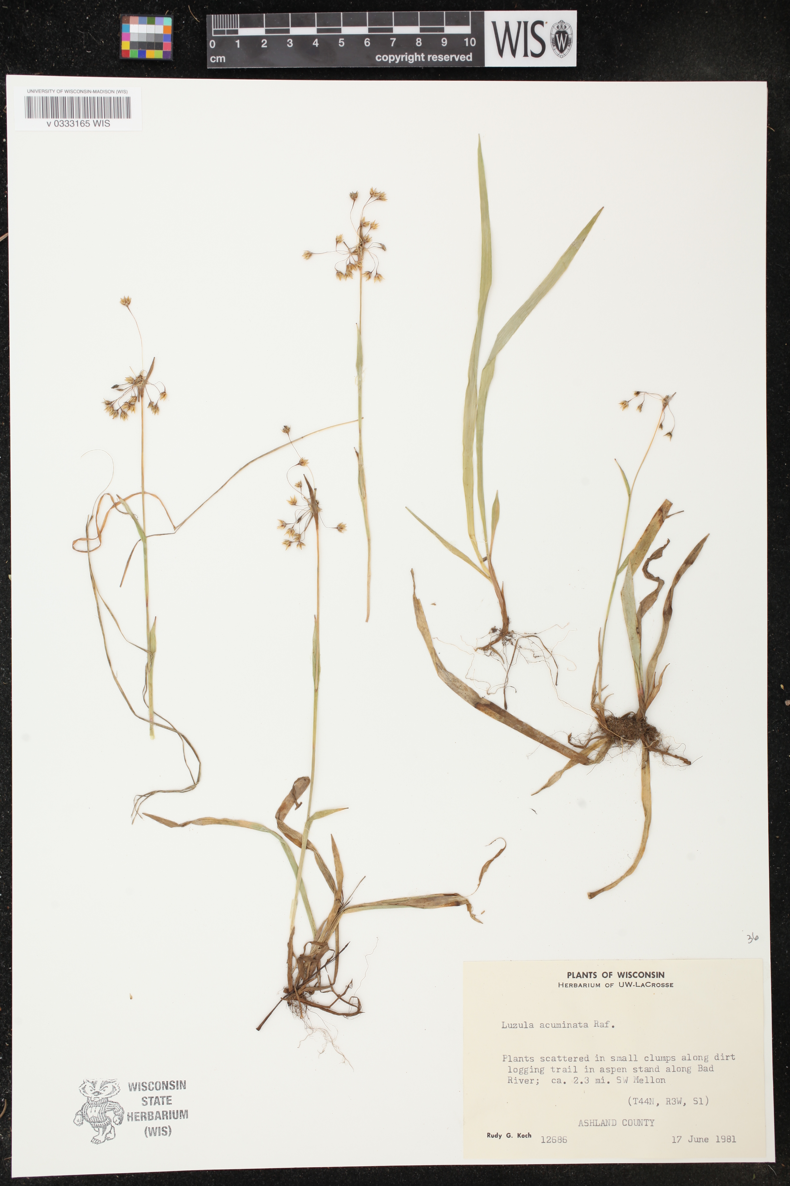 Luzula acuminata image