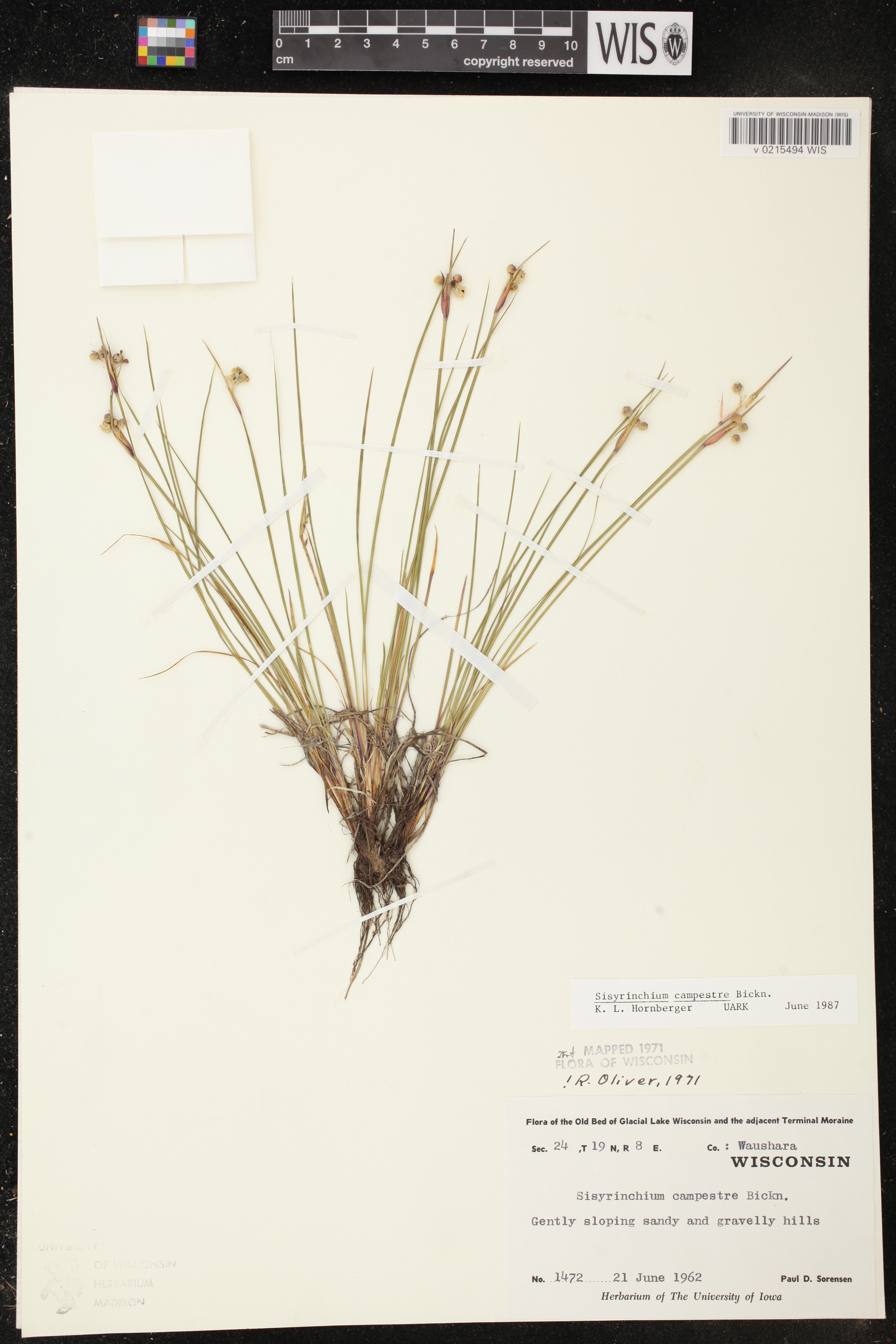 Sisyrinchium campestre image