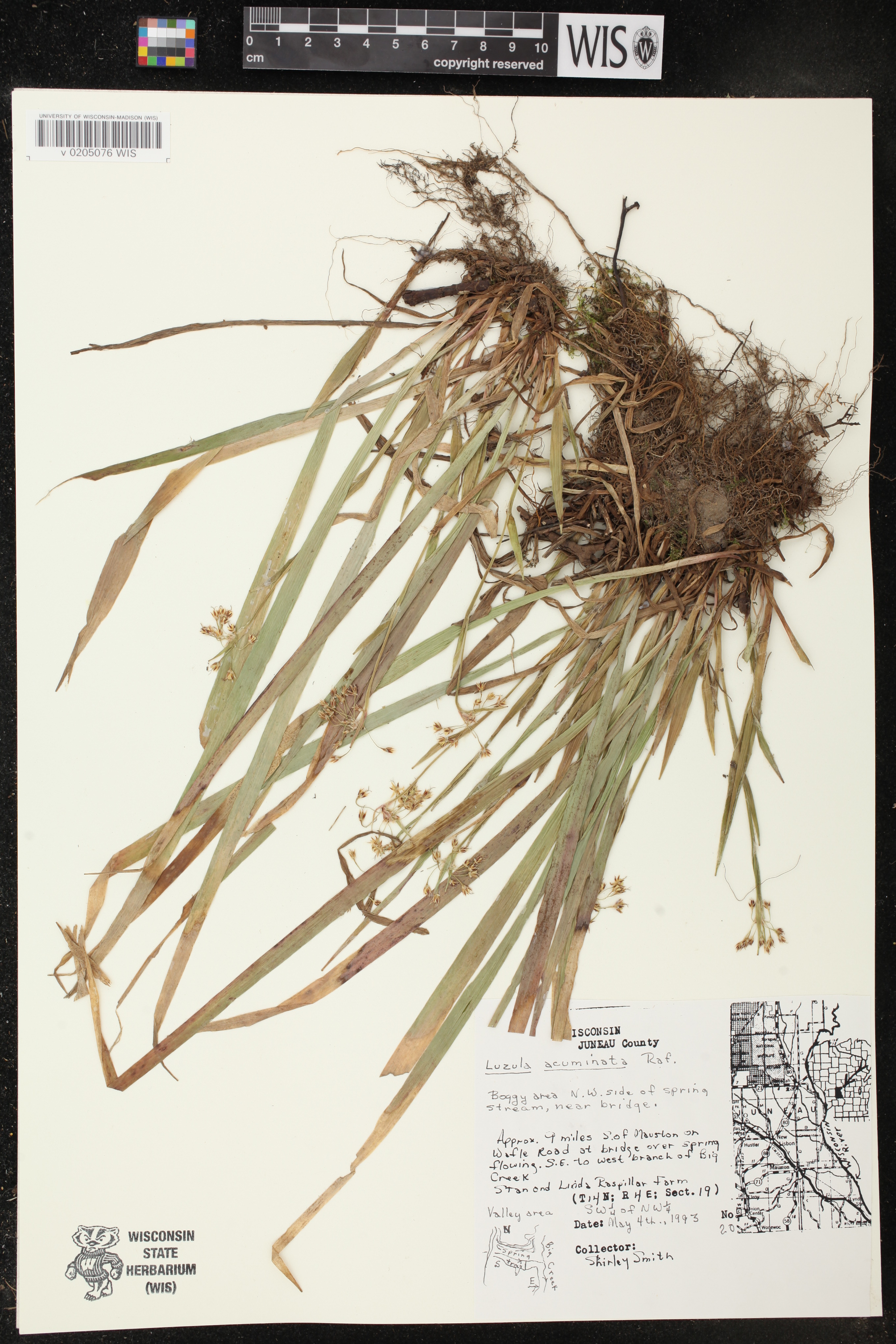 Luzula acuminata image