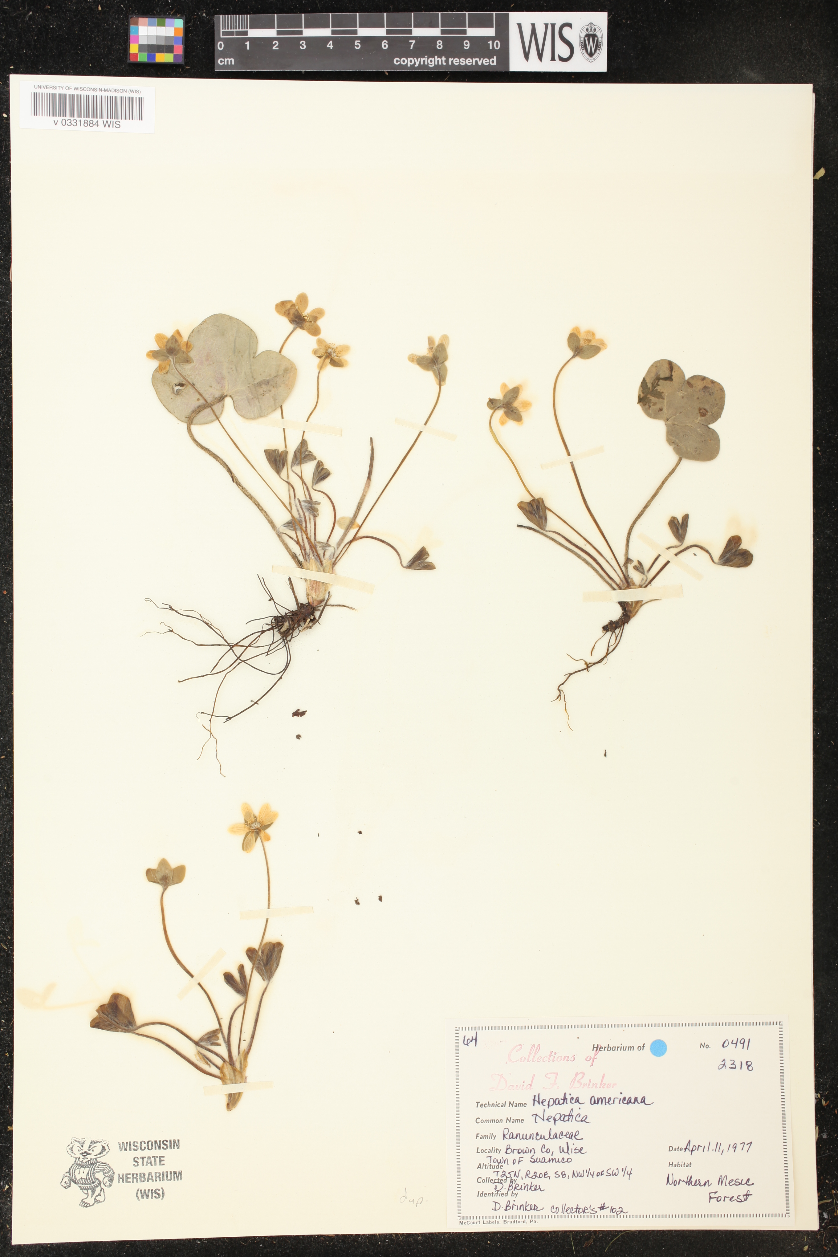 Anemone americana image