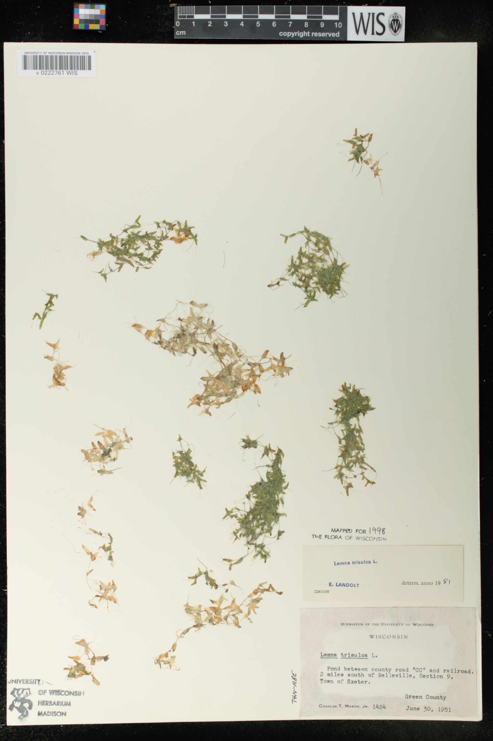 Lemna trisulca image