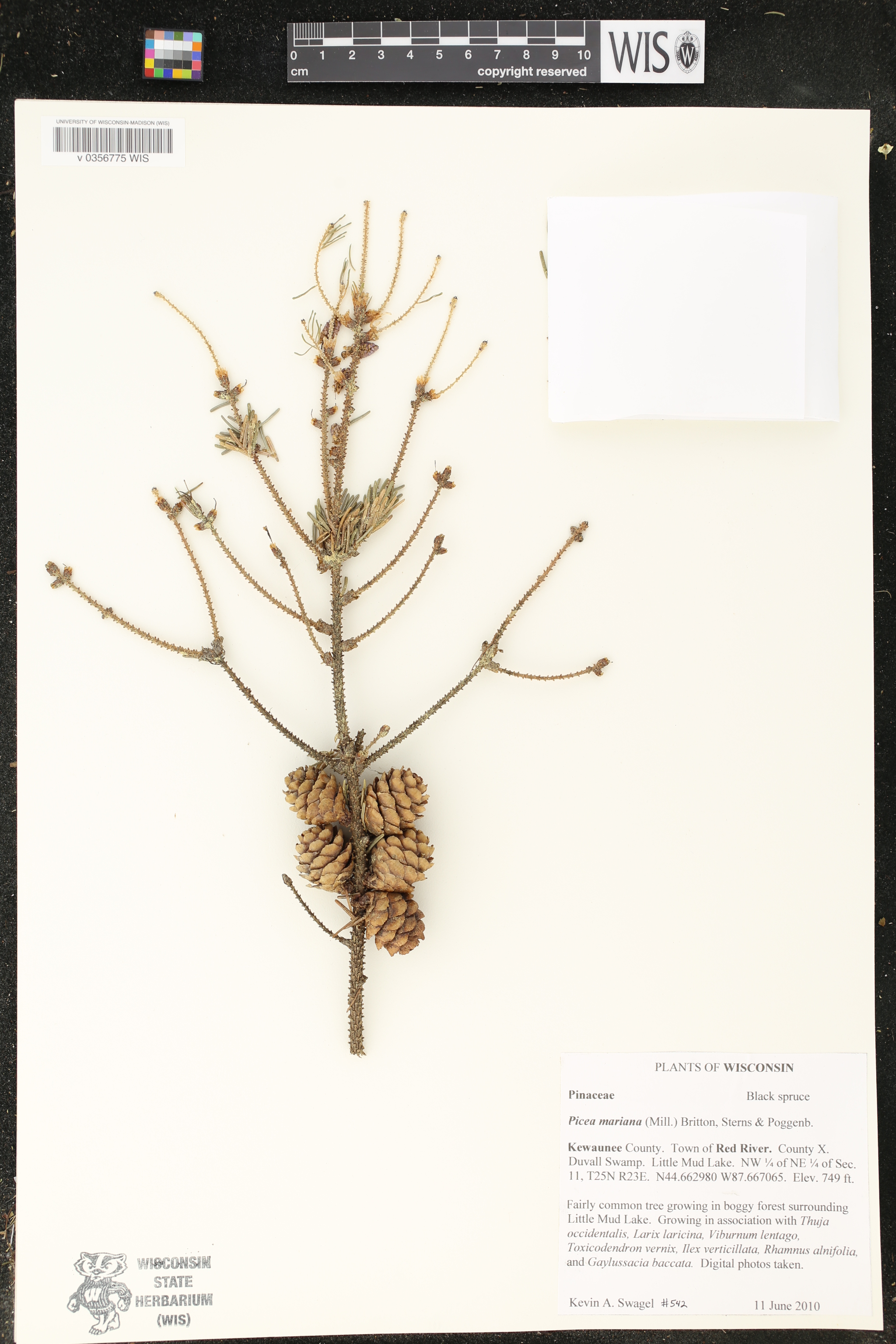 Picea mariana image