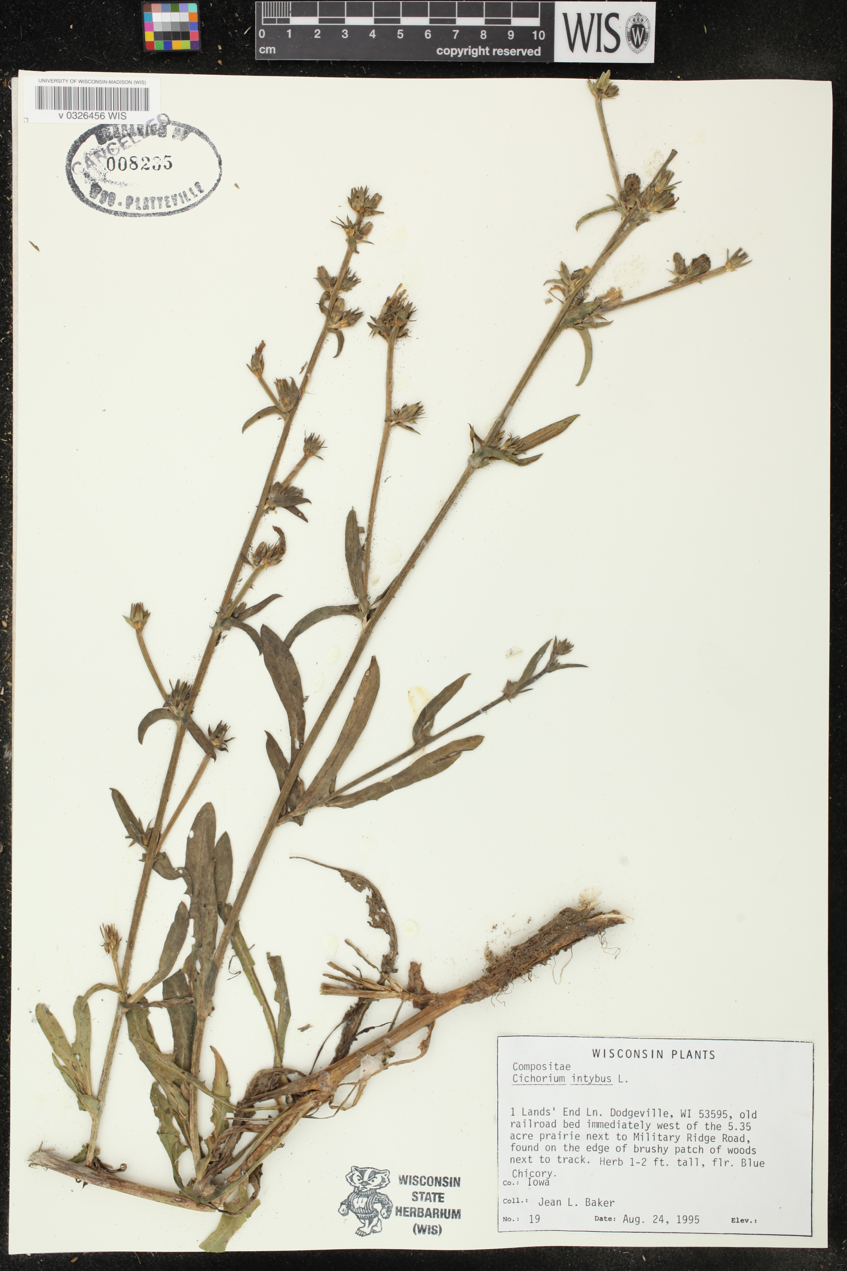 Cichorium intybus image