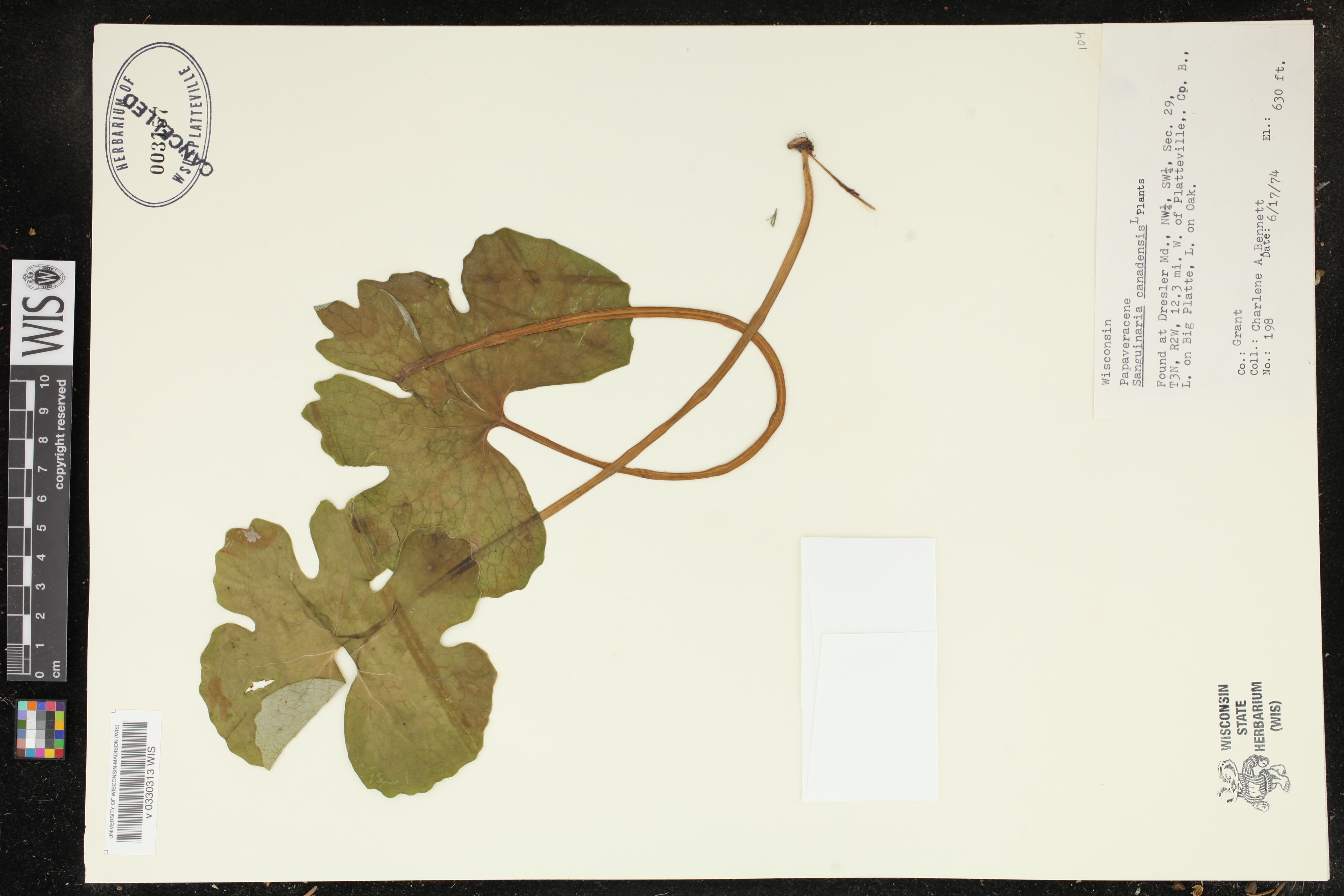 Sanguinaria canadensis image