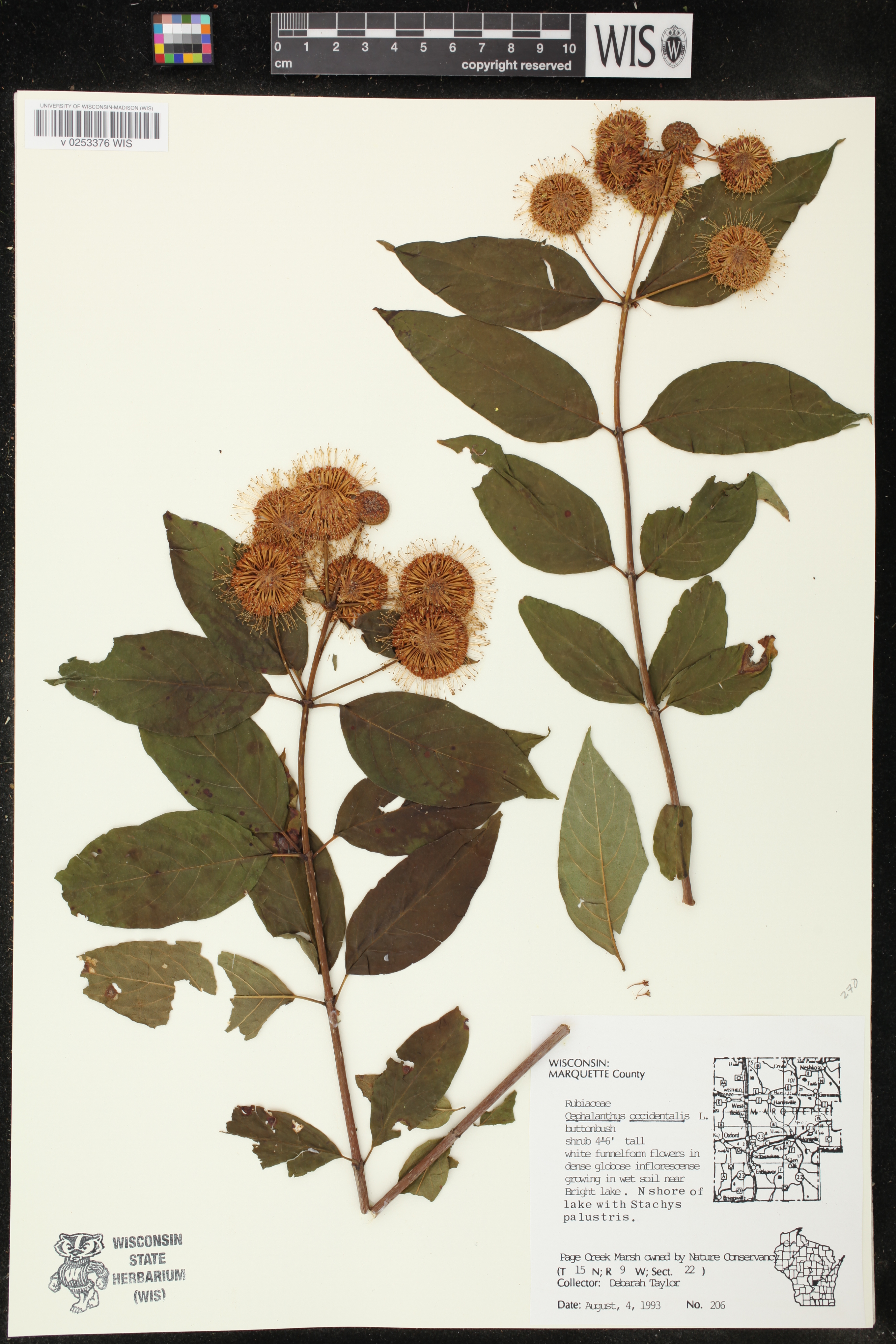Cephalanthus occidentalis image