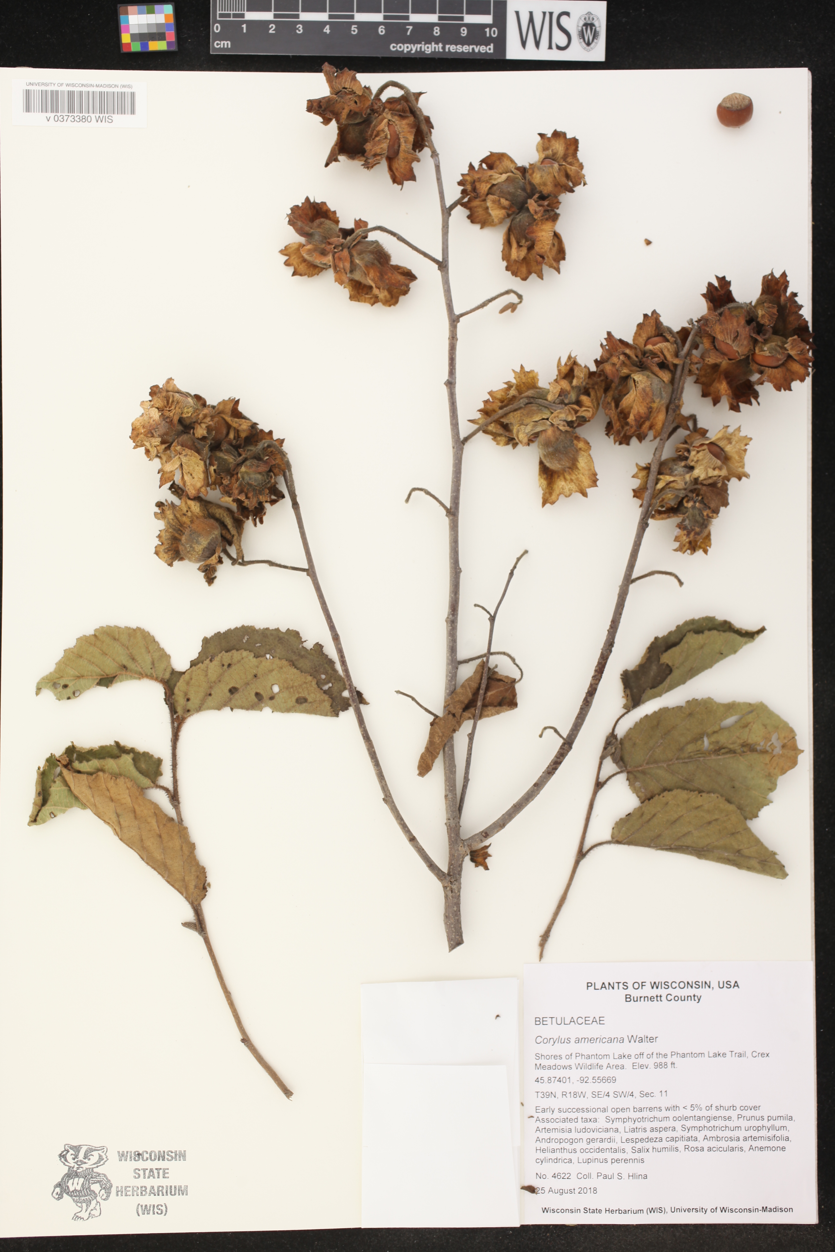 Corylus americana image