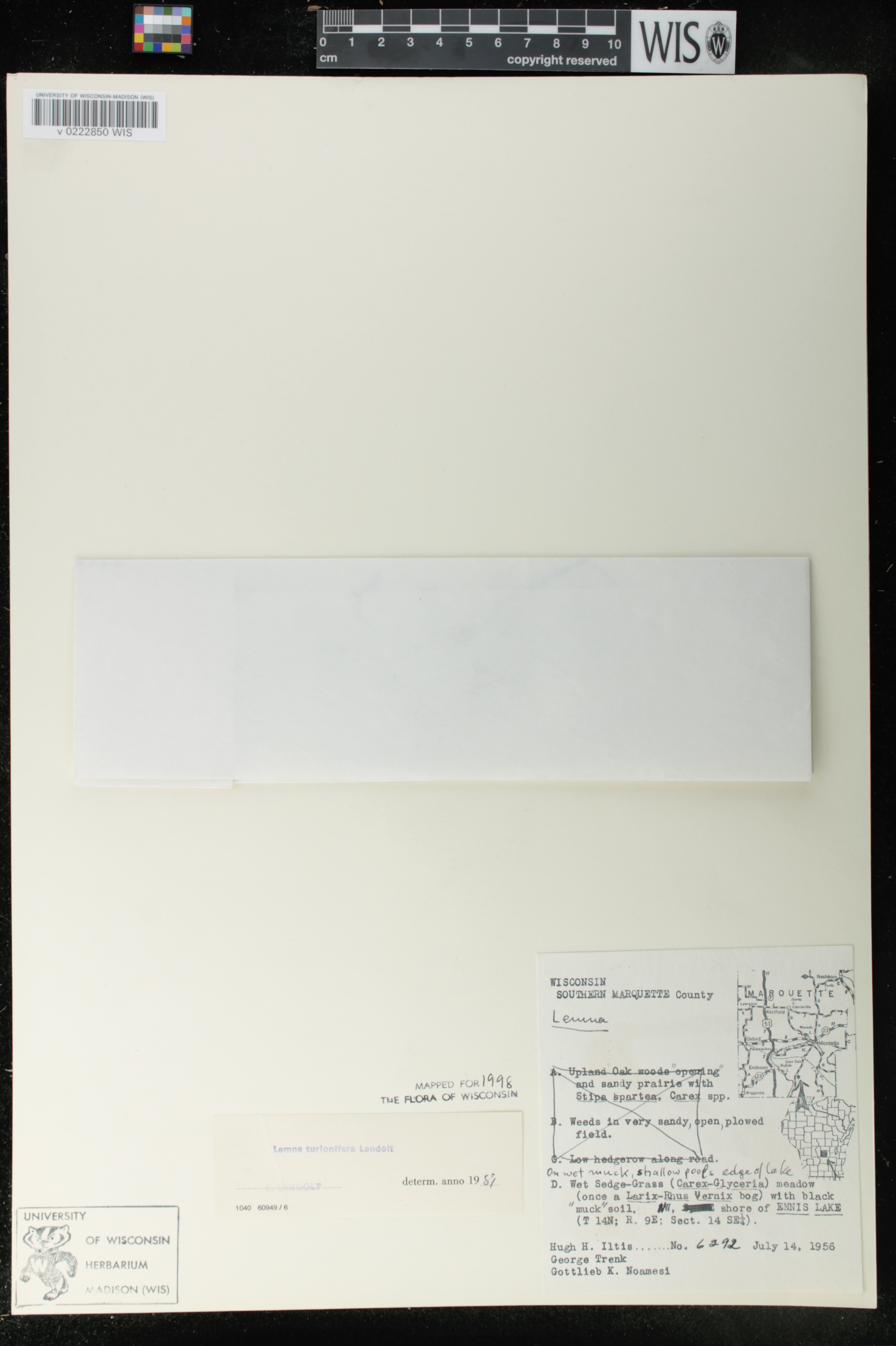 Lemna turionifera image