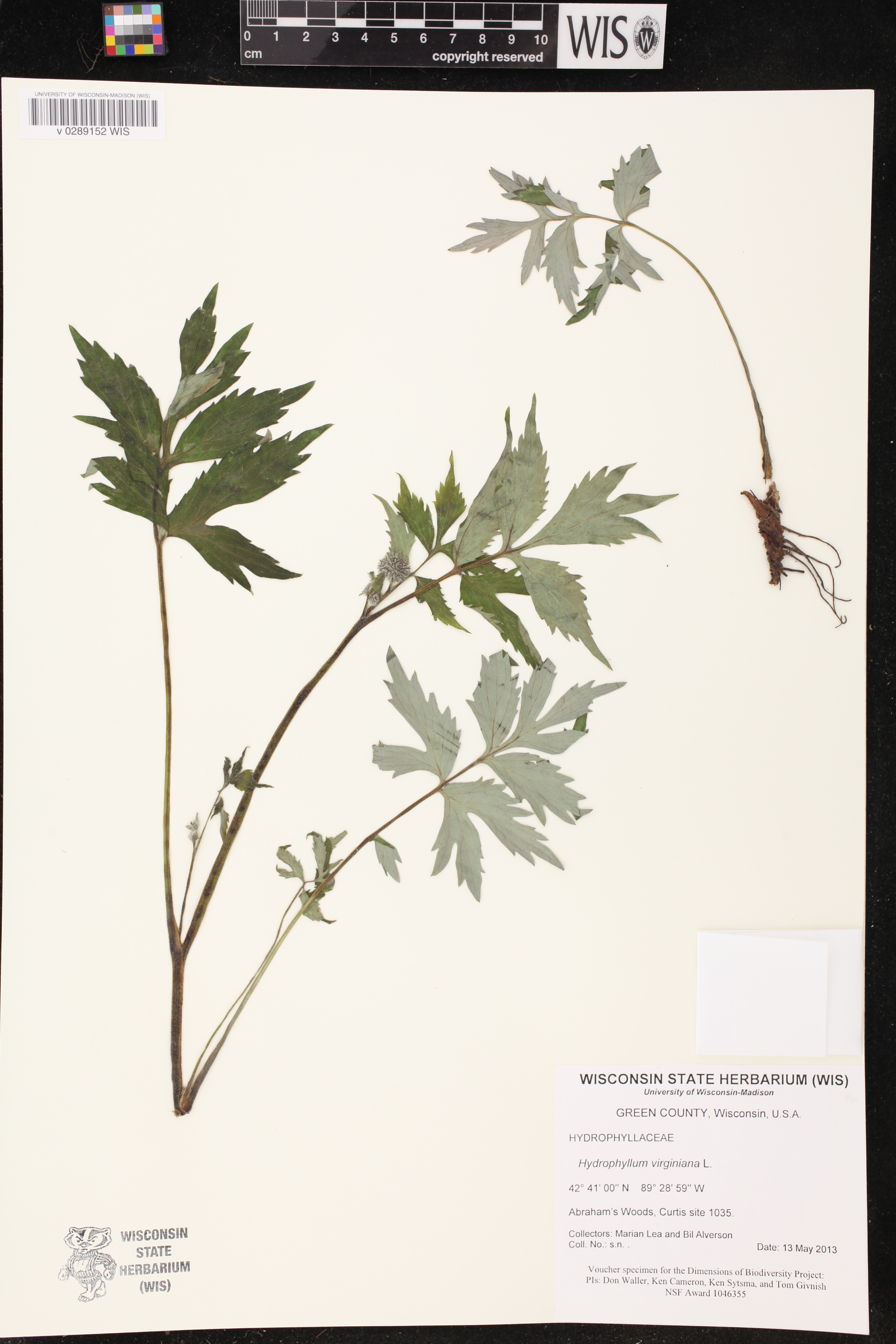 Hydrophyllum virginianum image