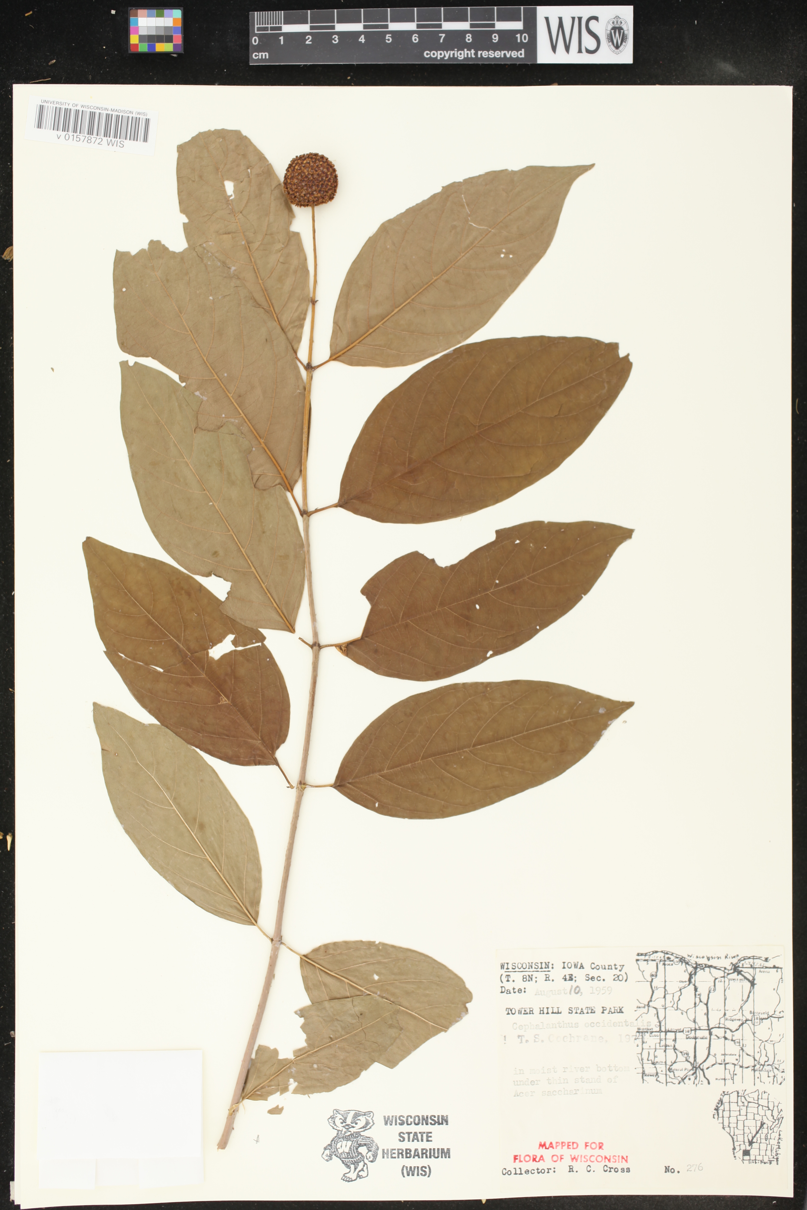 Cephalanthus occidentalis image