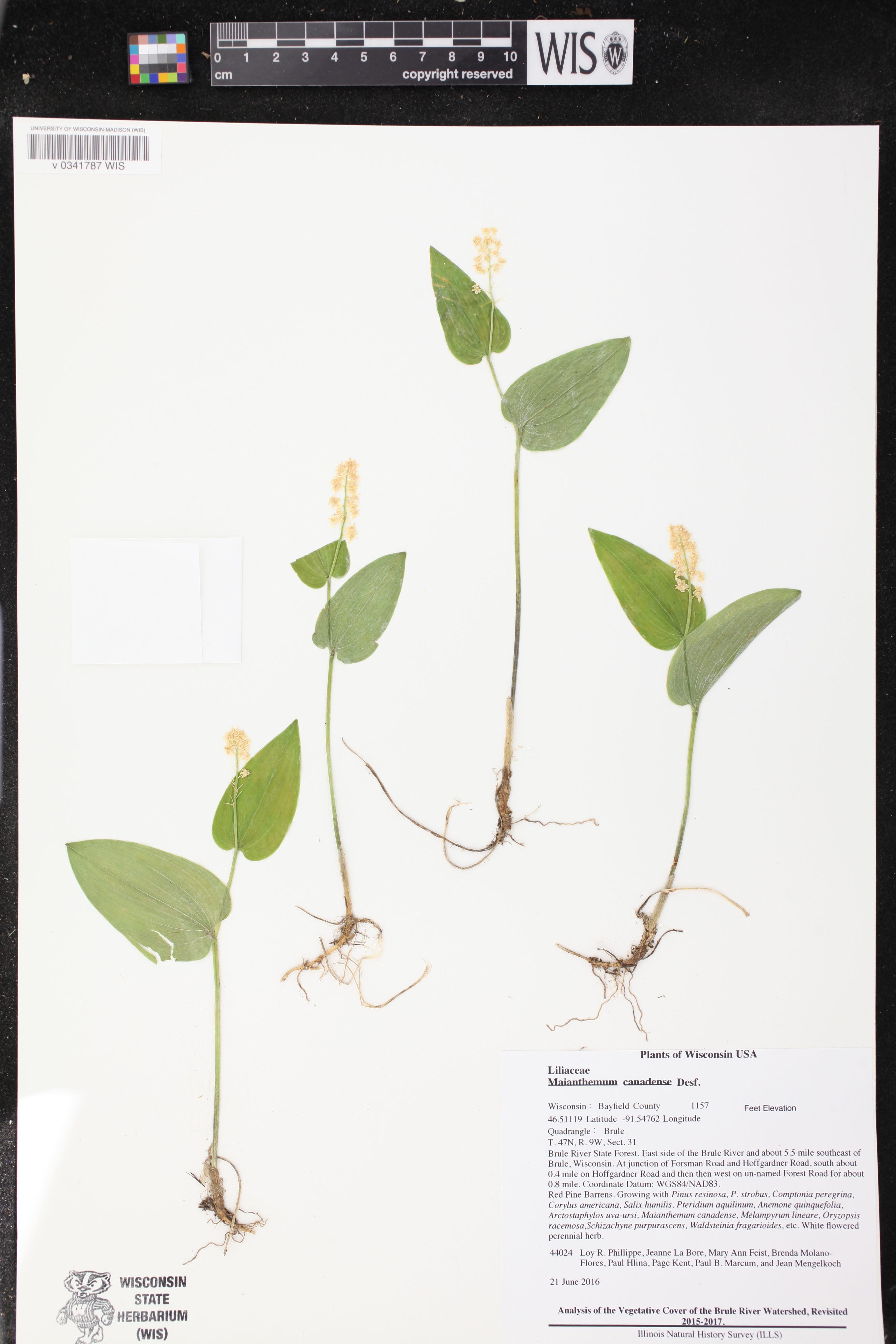 Maianthemum canadense image