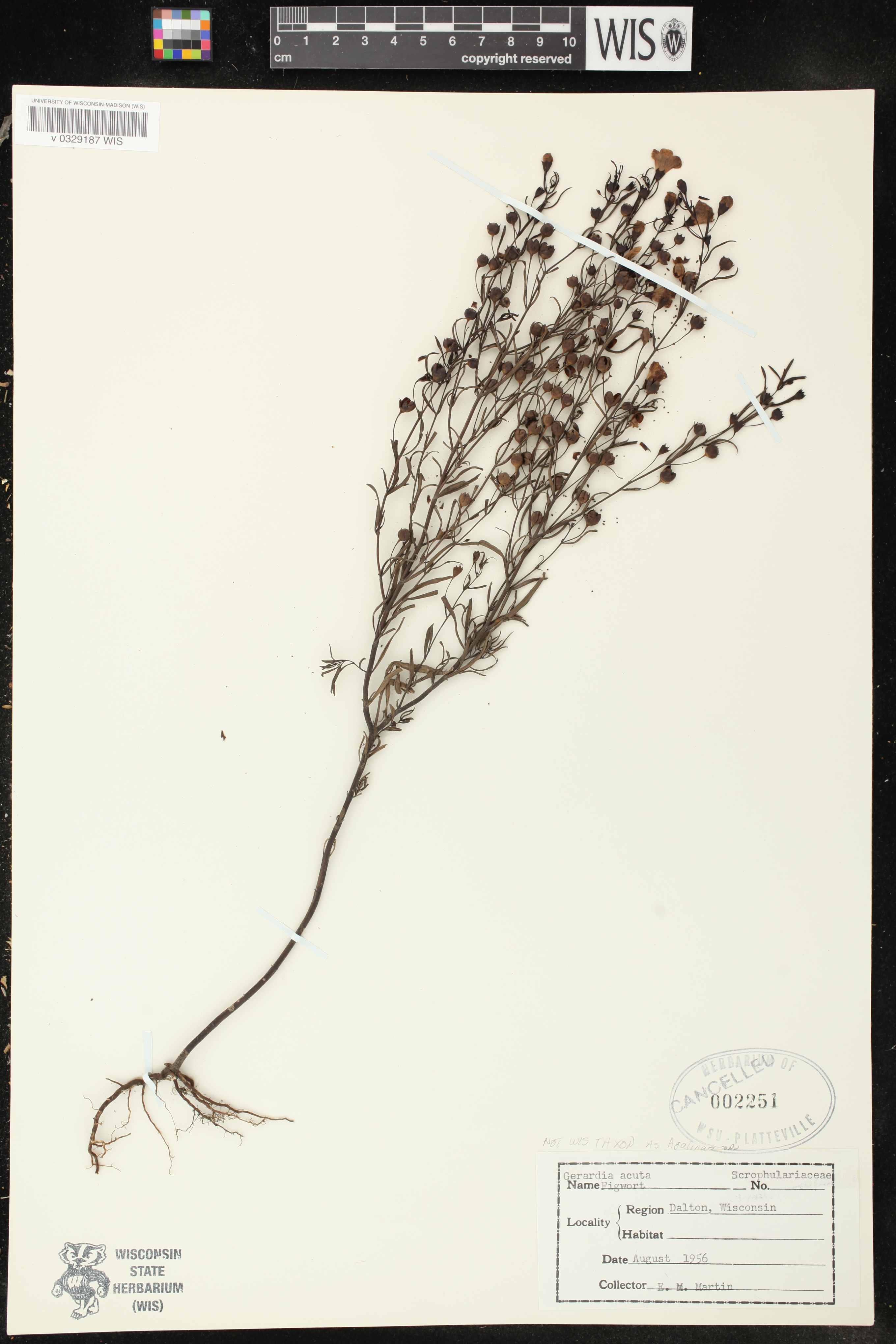Agalinis tenuifolia image
