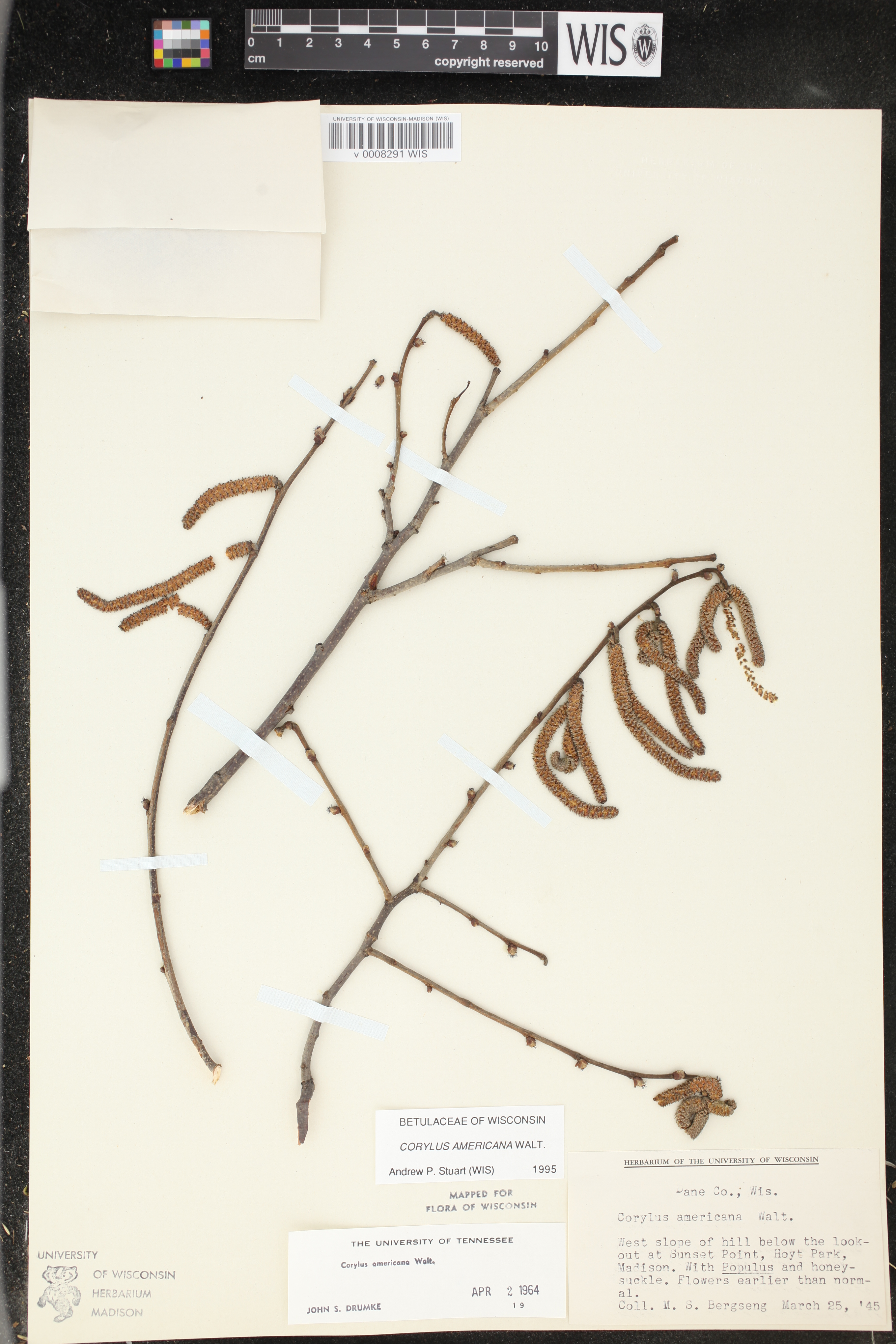 Corylus americana image