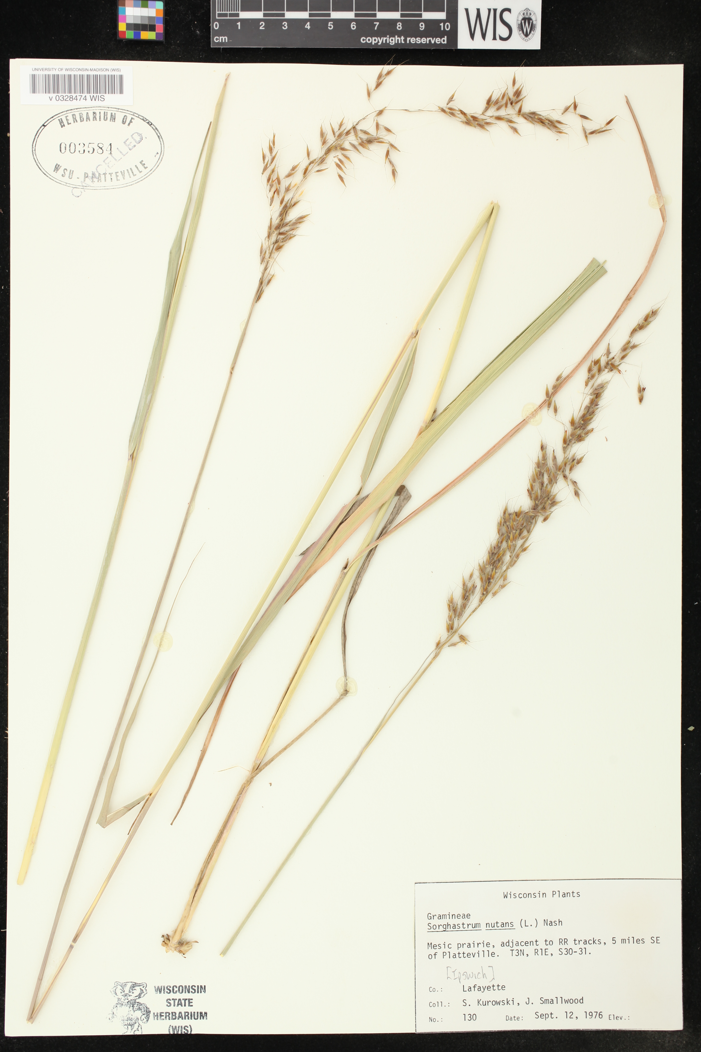 Sorghastrum nutans image