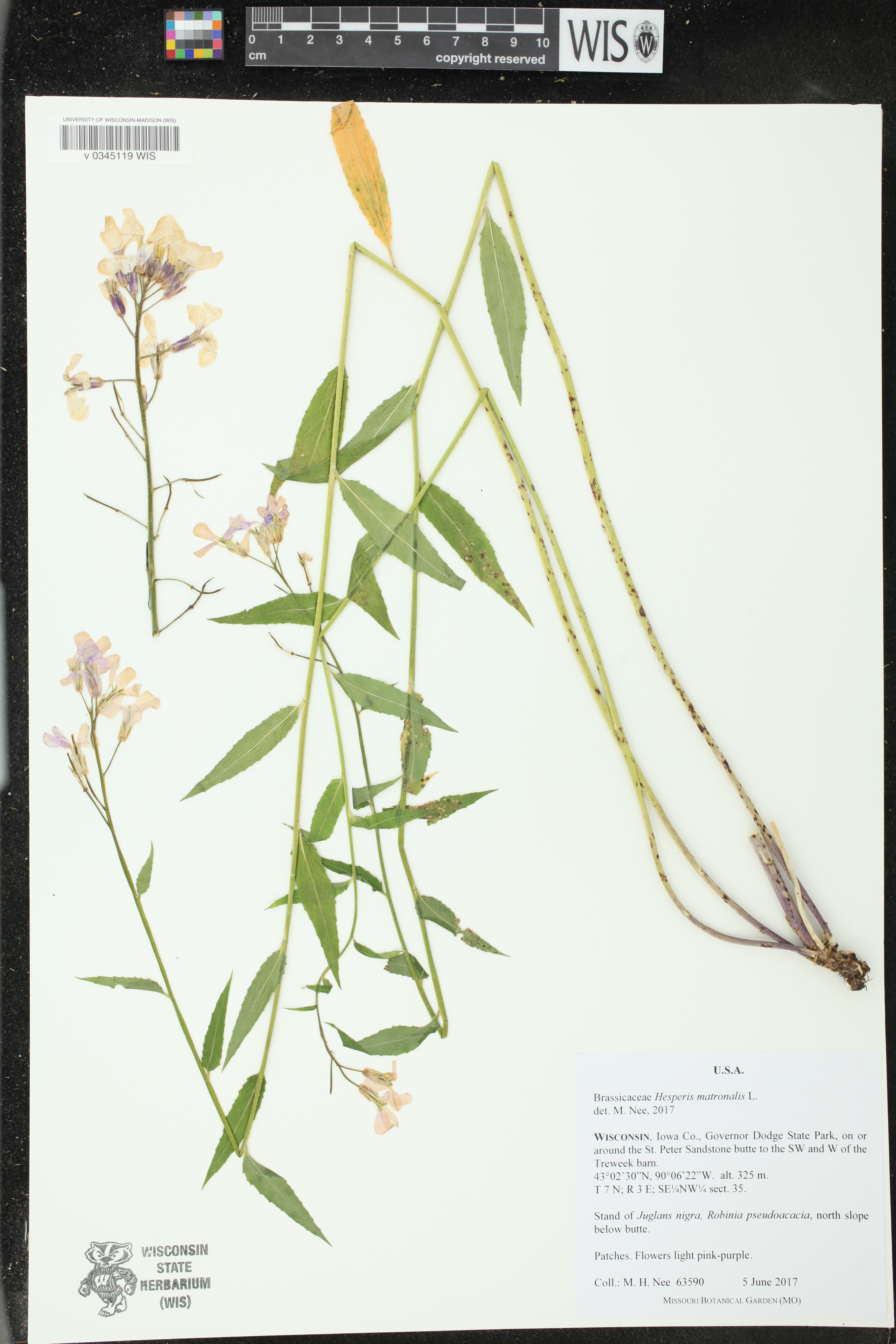 Hesperis matronalis image