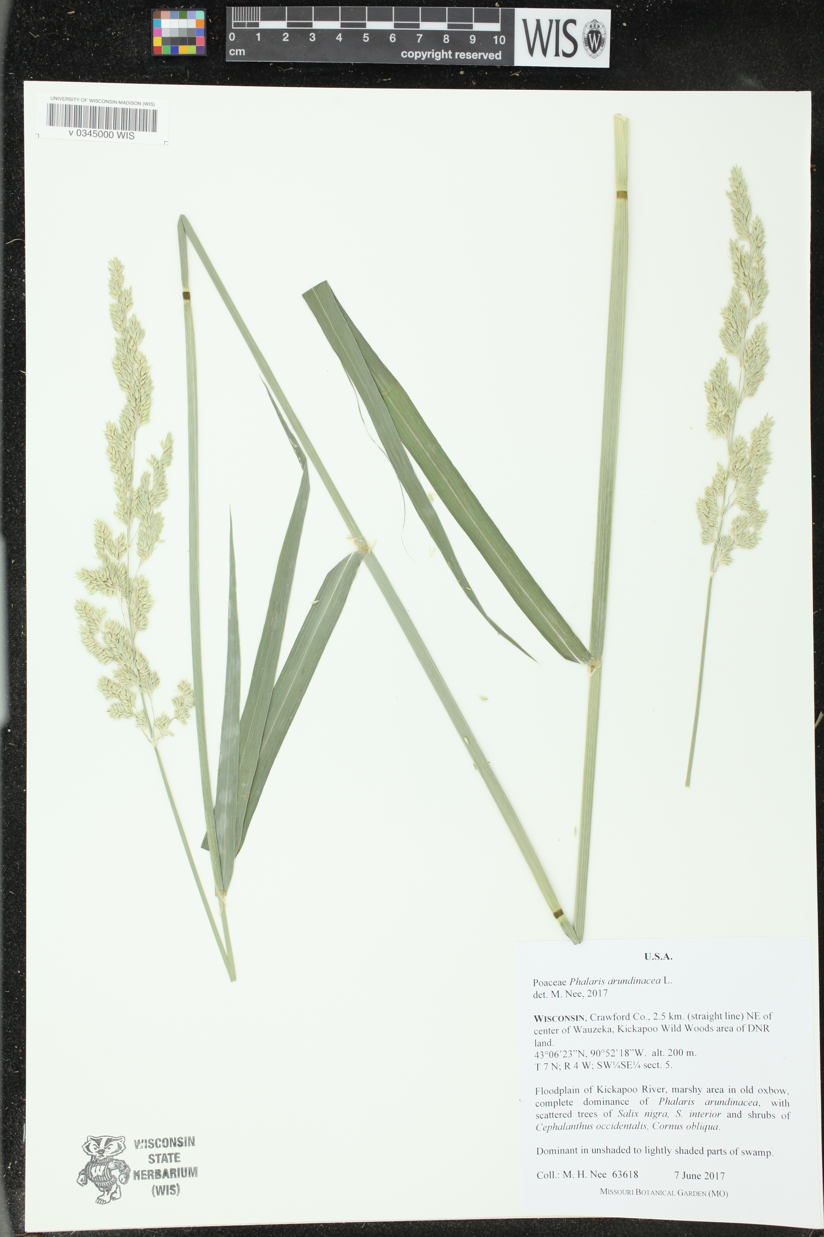 Phalaris arundinacea image