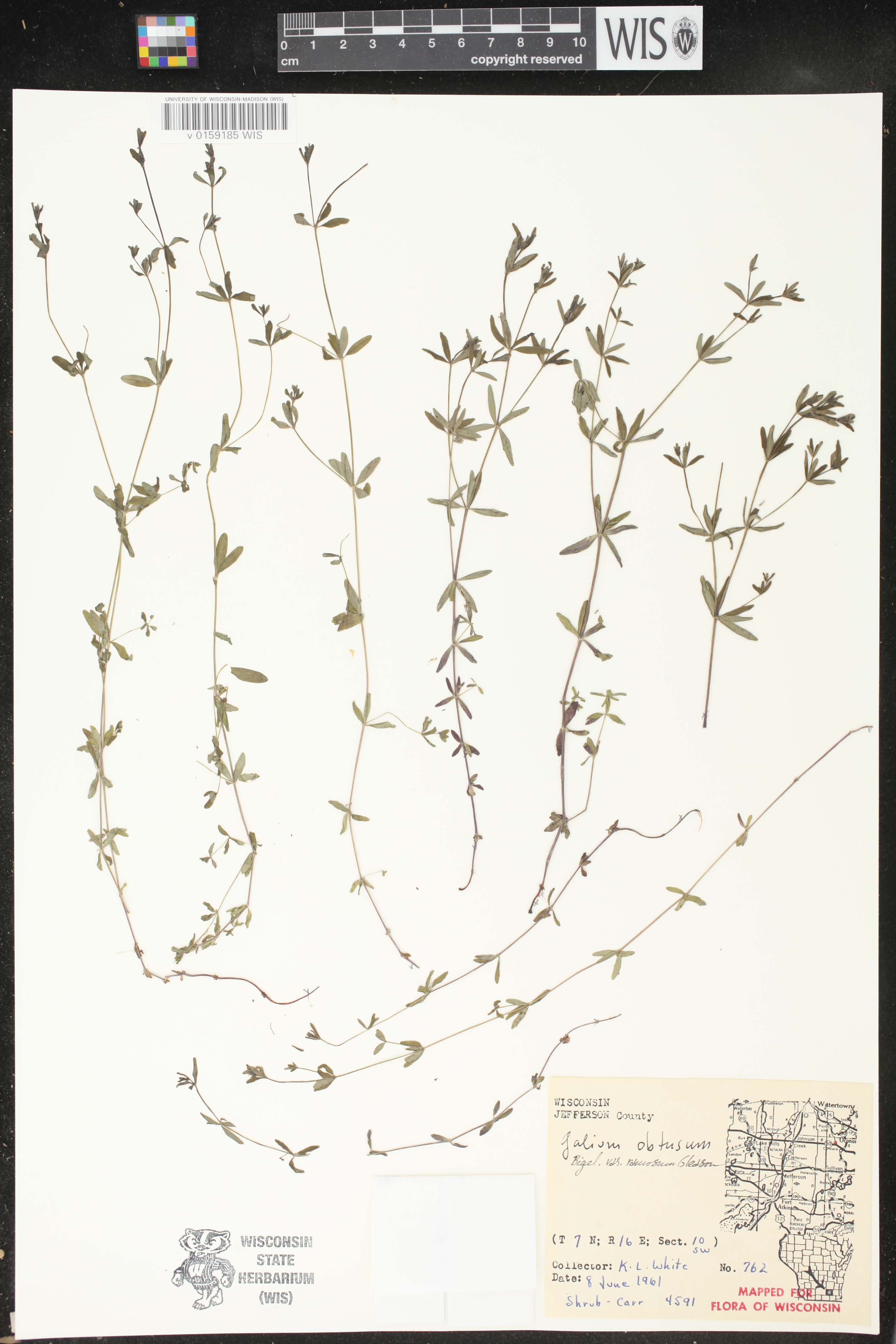 Galium obtusum subsp. obtusum image