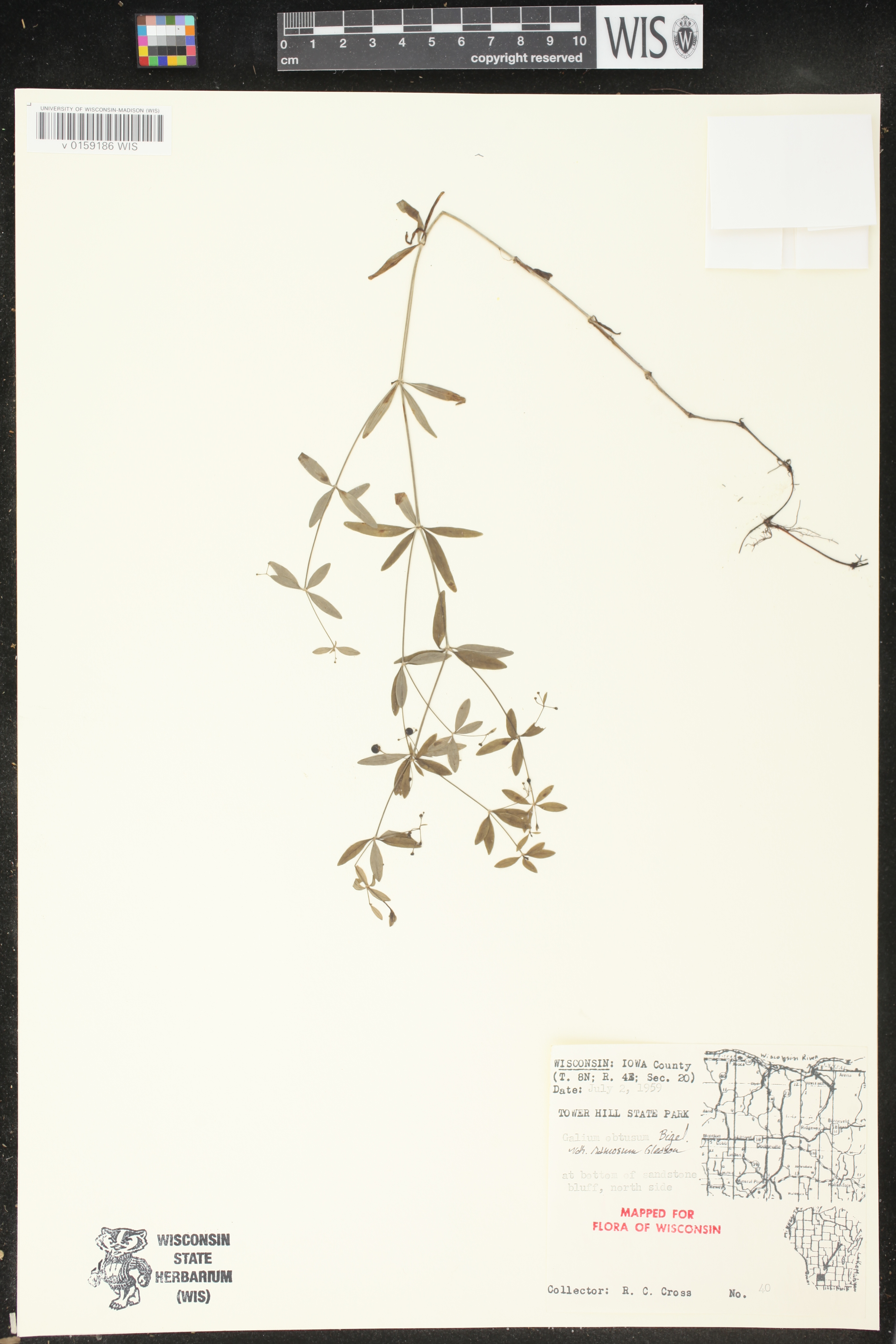 Galium obtusum subsp. obtusum image